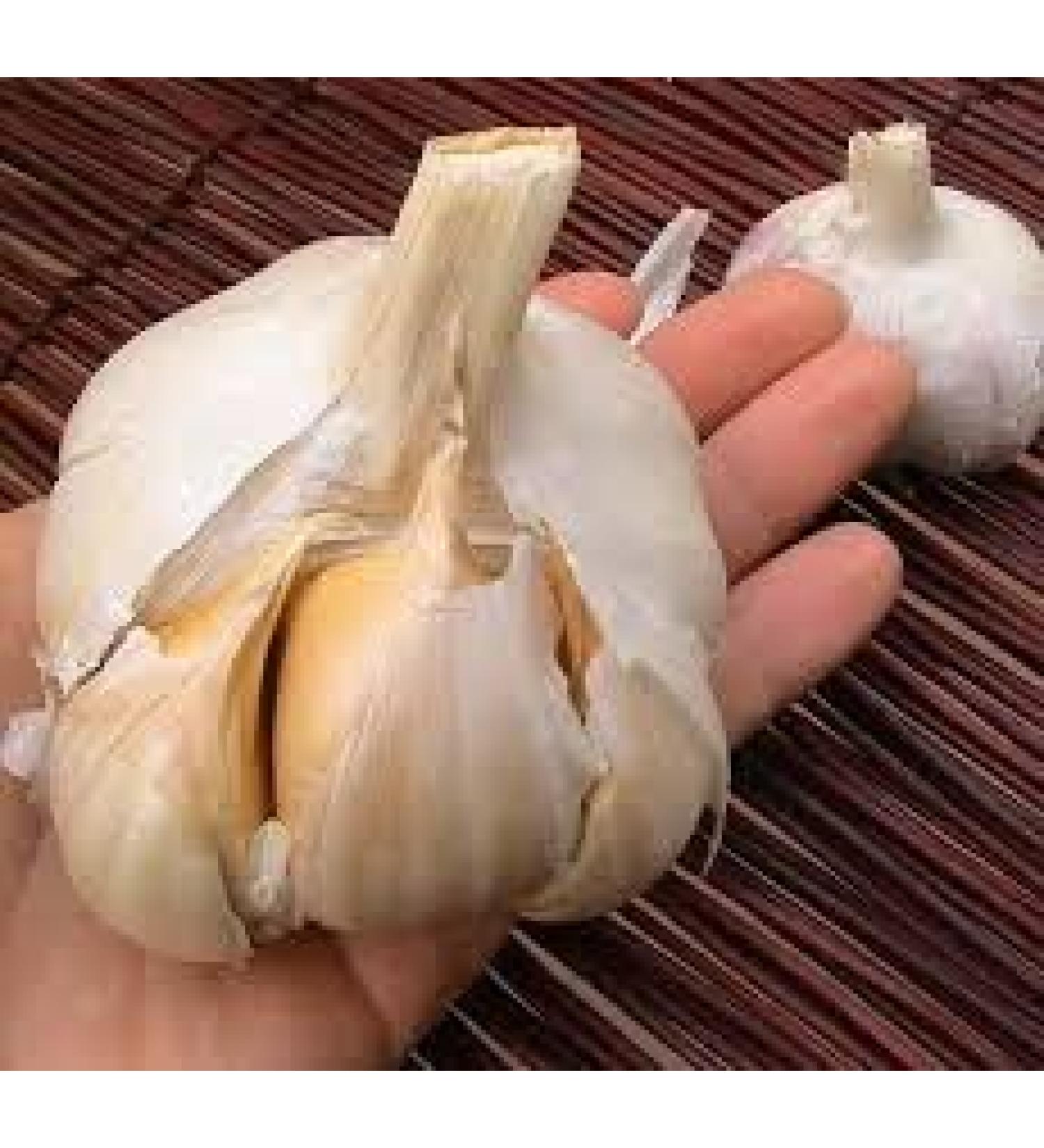 Elephant Garlic - 2 Huge Bulbs for Fall Planting | Non GMO | Mild Taste - Buy Online on GoSupps.com