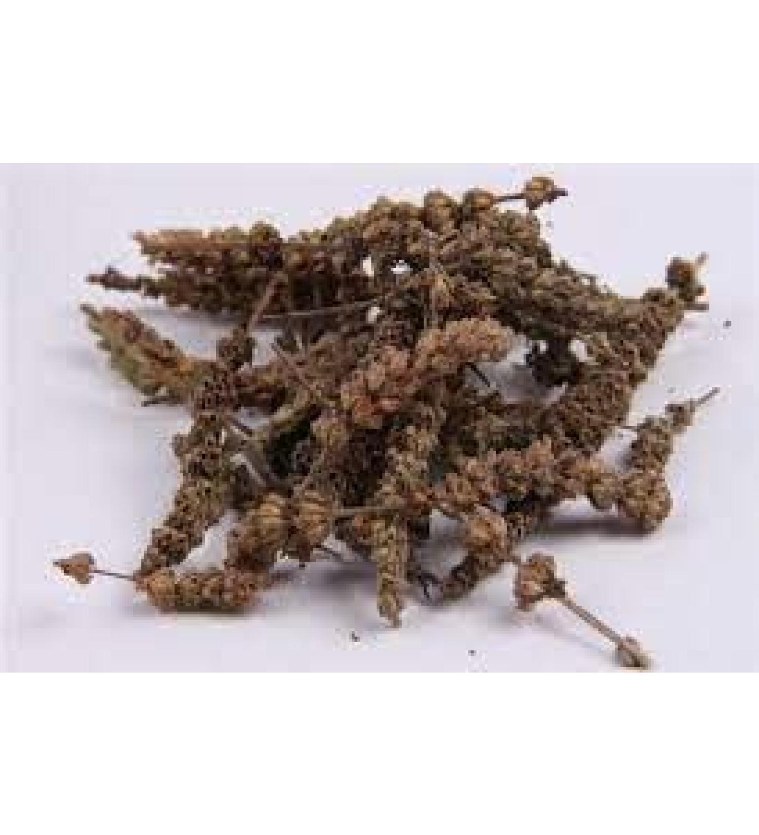 TCM Herbs USA Jing Jie Sui / Herba Schizonepetae Spica/ Schizonepeta Spikes (16 oz)