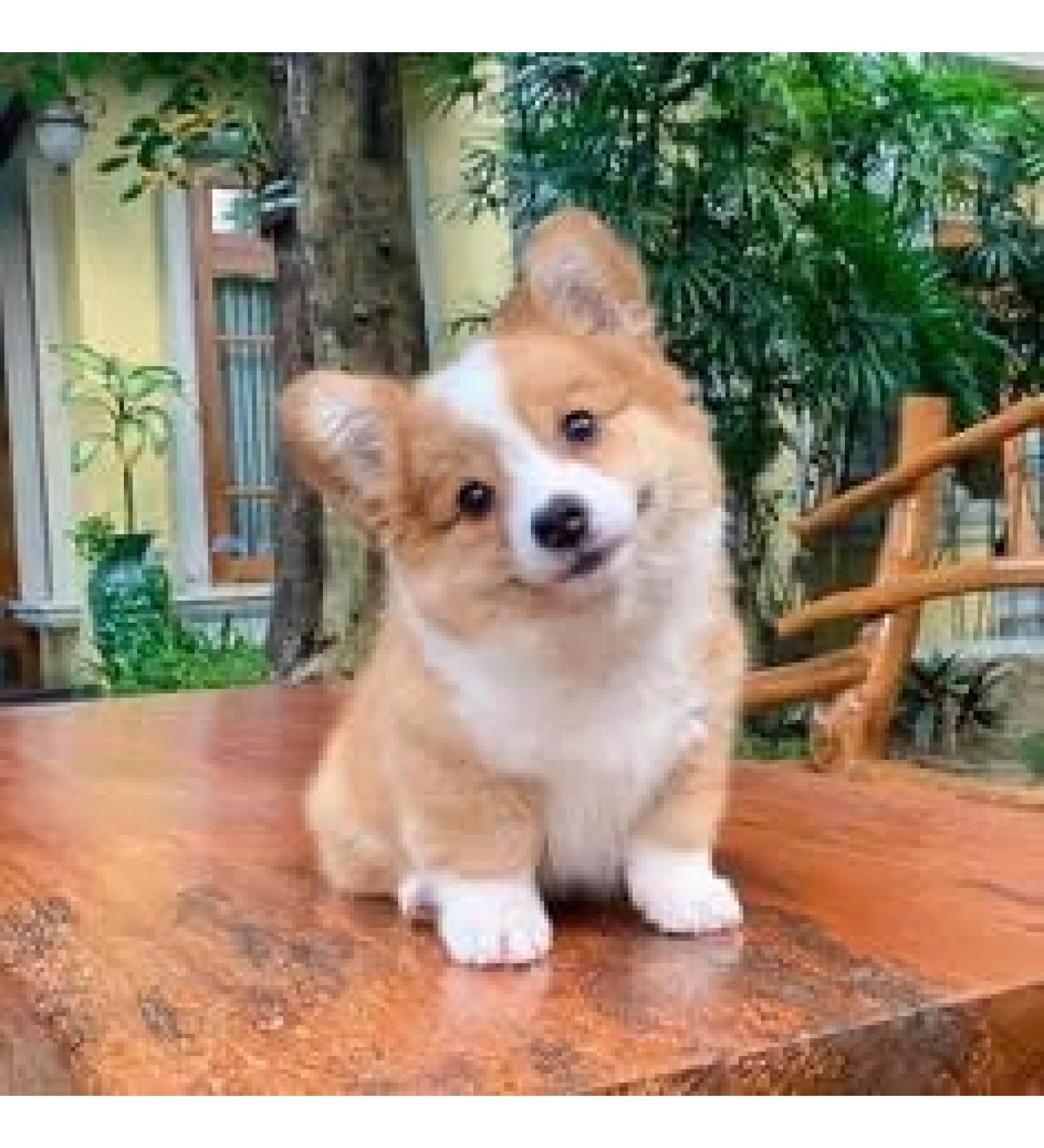 oman Insgfdin Plant Leaves Tea - 50000g | Herbal Tea For Diabetes | Controls Blood Sugar Levels | Costus Igneus | Caffeine Free Tea For Diabetics | 50 Cups - Buy Online on GoSupps.com