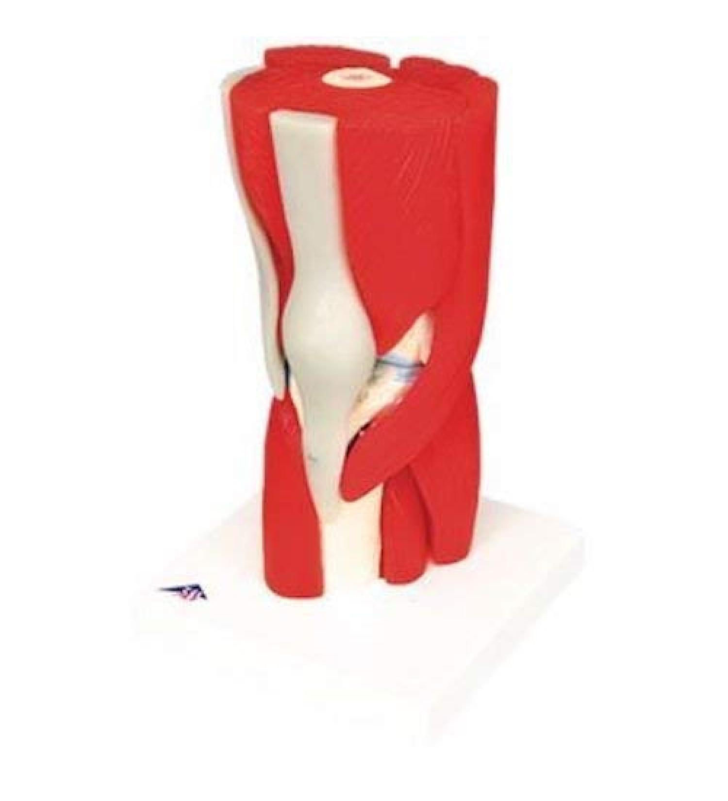 Anatomical Joint Models Knee Joint with Removable Muscles