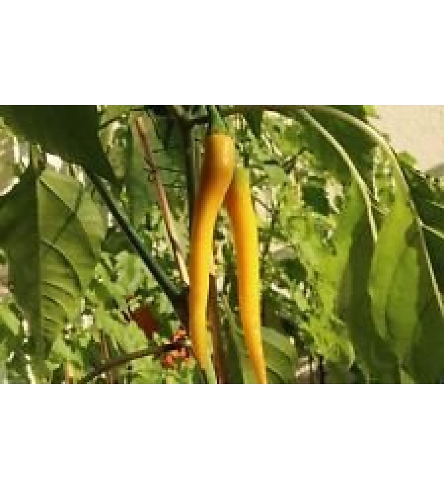 Organic Golden Cayenne Pepper (Capsicum annuum) freschi essiccati in salamoia Hot Sauce (300 semi)