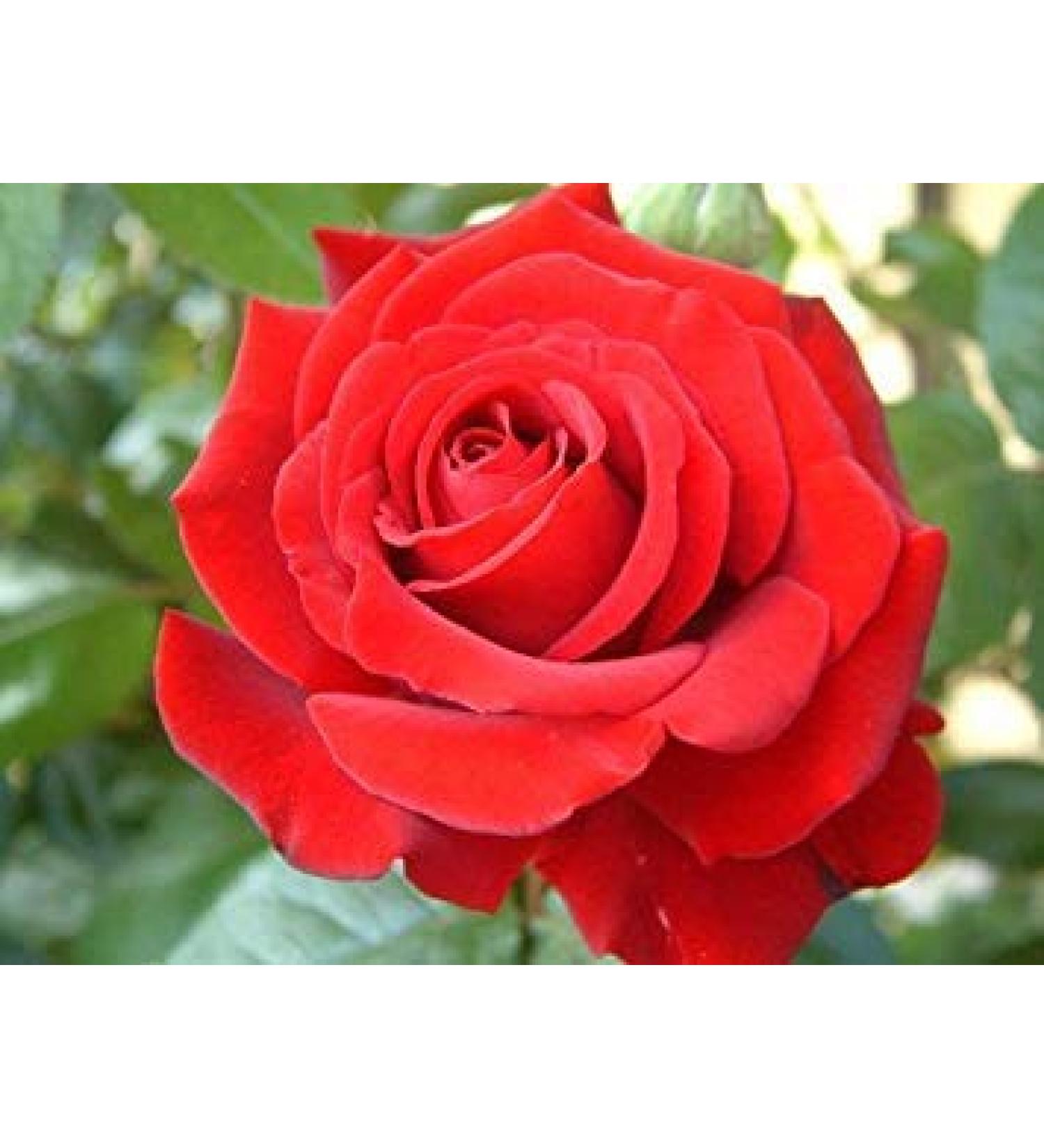 Potseed 50 Seeds Red Rose Flower Seeds Garden Plants Buy 2 Get 25 Off UK Seller