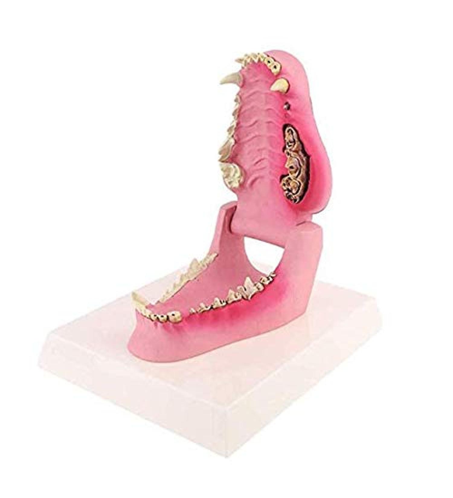 Dog Teeth Model Dog Canine Tooth Anatomy Model Canine Veterinary Animal Skeleton Veterinary Teaching PVC 12X7.5X5.5Cm/4.72X2.95X2.17In - Buy Online on GoSupps.com