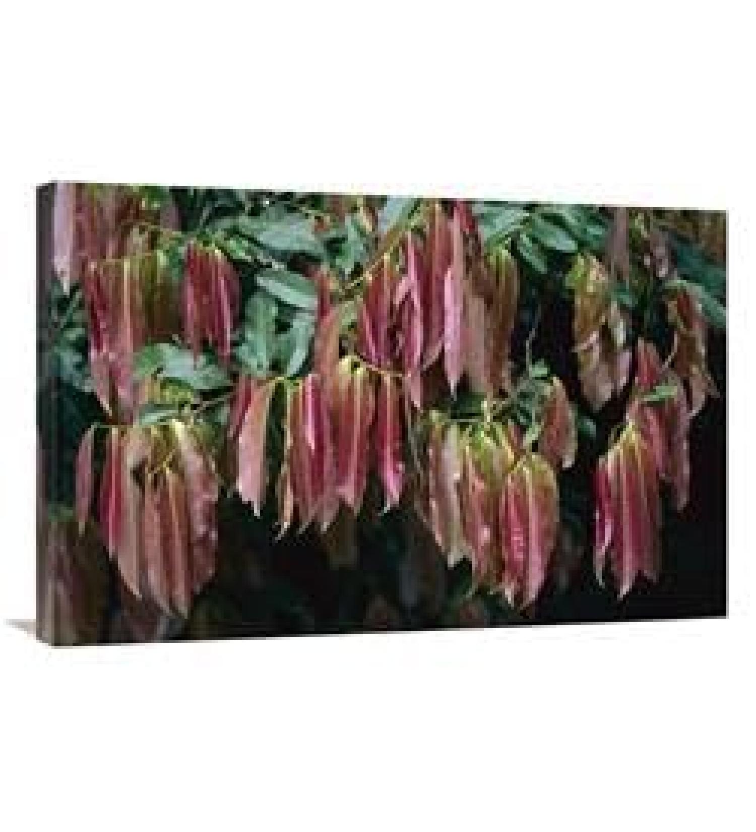 24 x 36 in. Young Red Leaves Lacking Chlorophyll Barro Colorado Island Panama Art Print - Christian Ziegler