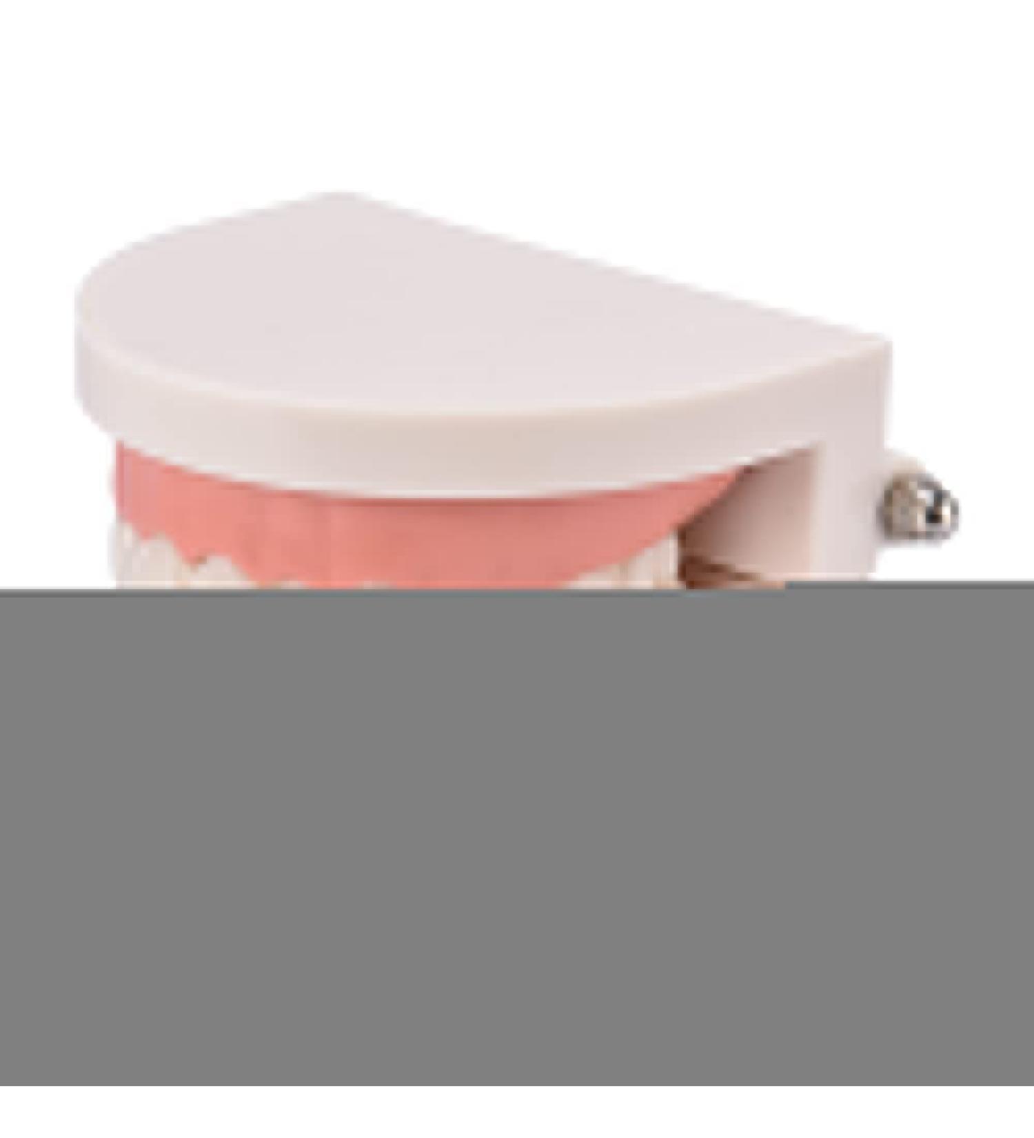 Standard Teeth Model | Tooth Models for Teaching Kids - Important Brushing Teaching Teeth Model Tool and Children Fulenyi - Buy Online on GoSupps.com