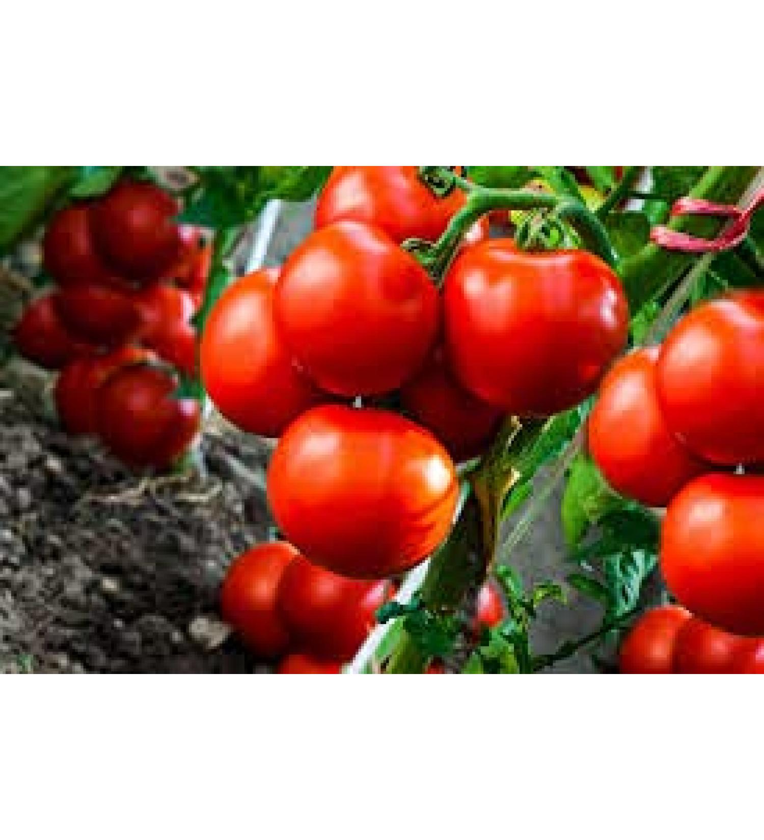 Semi di ortaggi Sweet Chelsea Tomato