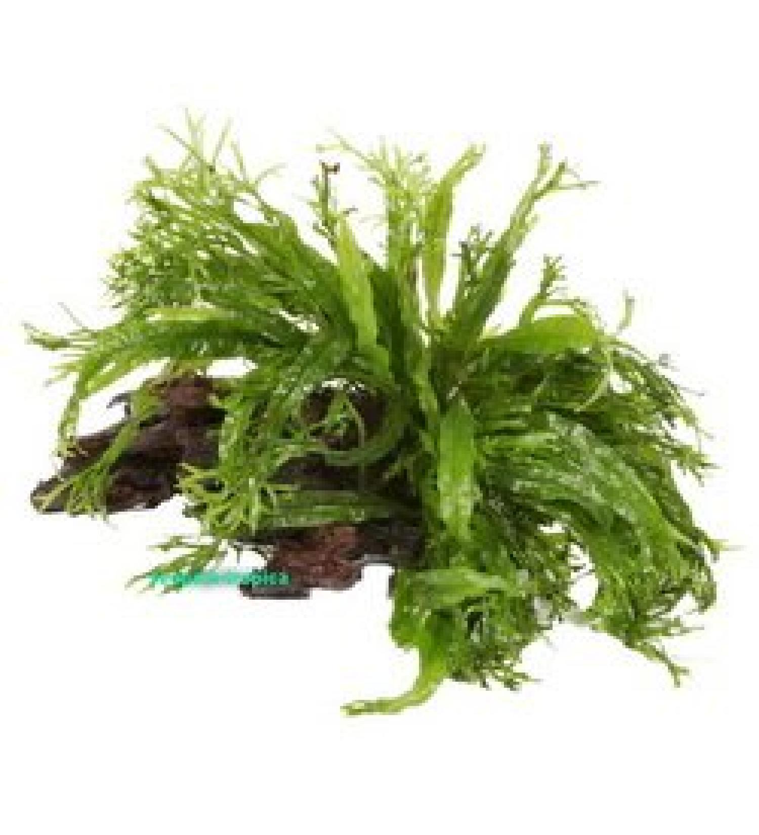 Aqua Essentials Microsorum windelov on Wood - Small