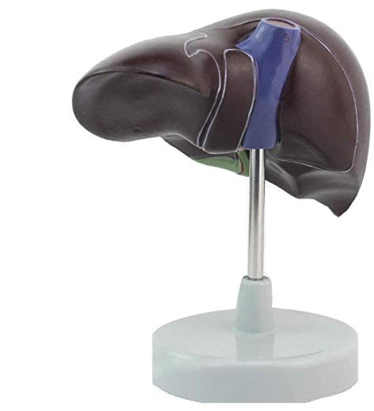 1: 1 Anatomical Human Liver Liver Lobe Gallbladder Model Medical School - Buy Online on GoSupps.com