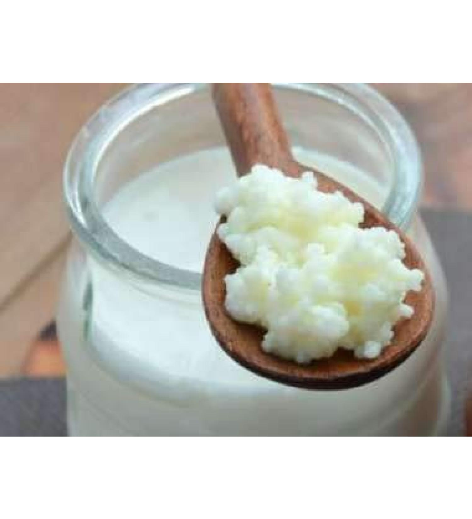 Buy Organic Milk Kefir Grains & Tibetan Mushroom - Goodrinks 6g | International Shipping - Buy Online on GoSupps.com