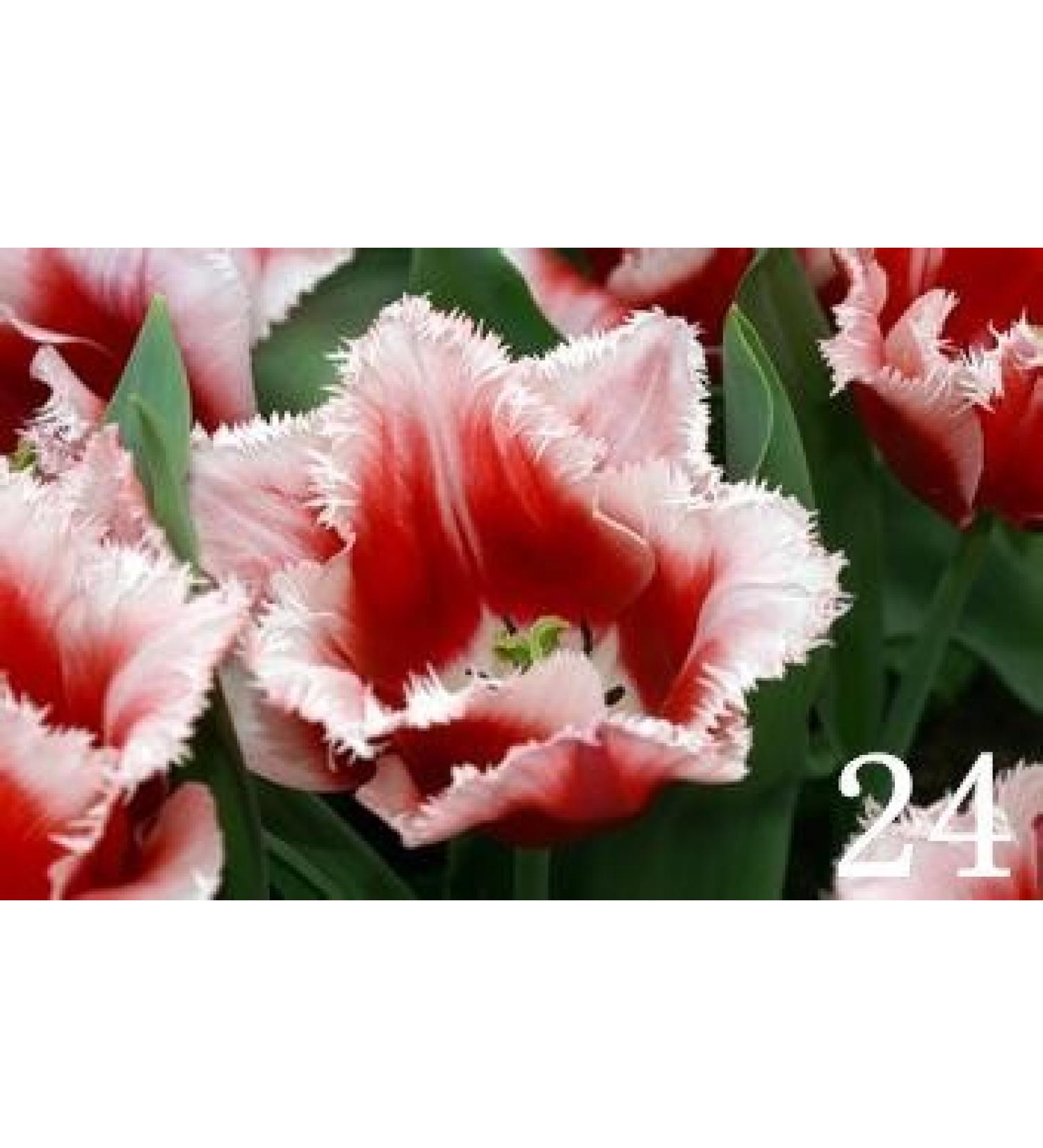 Potseed 200 PC Seeds High quality Tulip Plant Seeds 25 Variety Selection Flower Seed