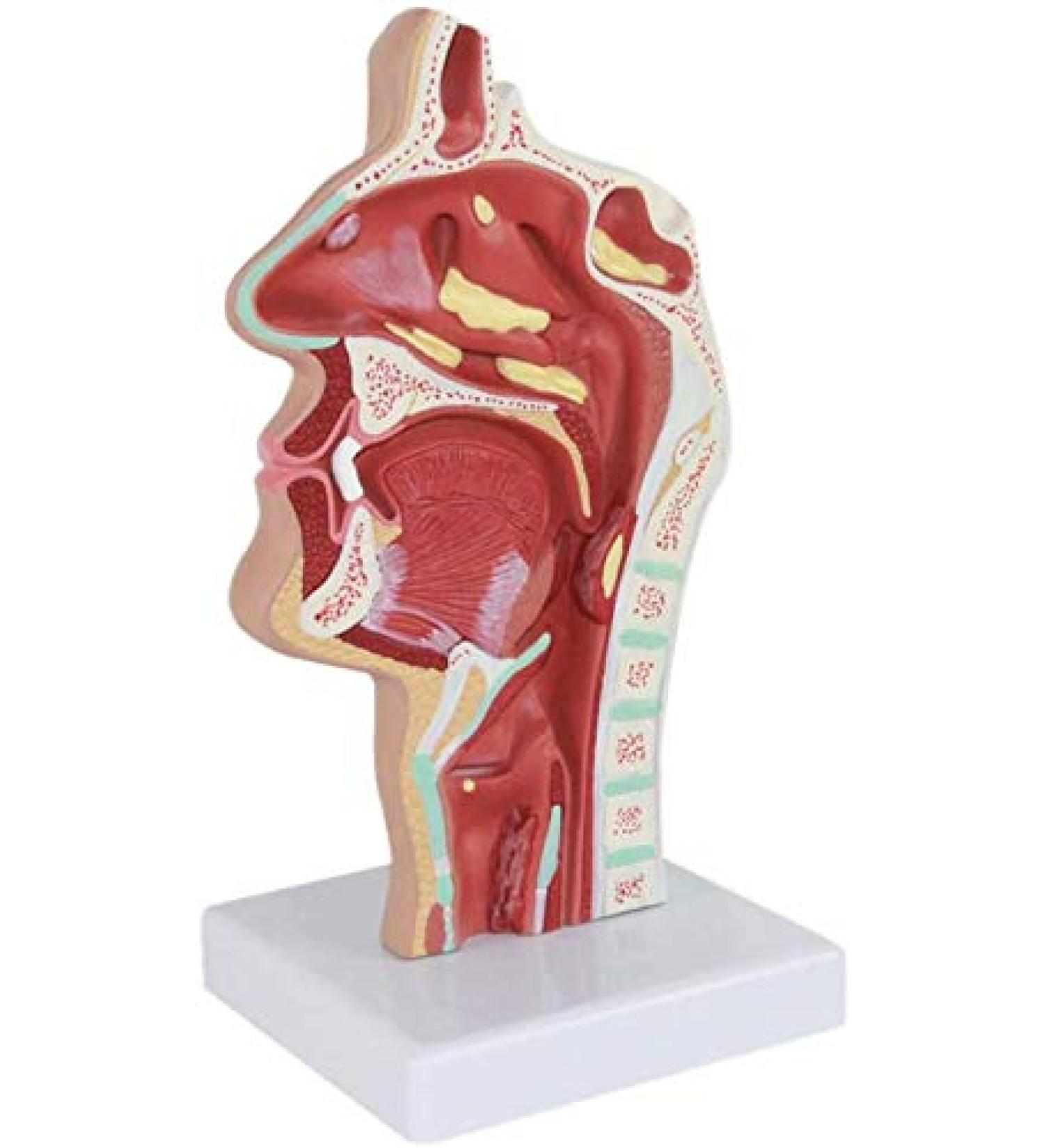 Model of Pathological Showing Nasopharynx Nasal Cavity Oral Cavity Pharynx Larynx