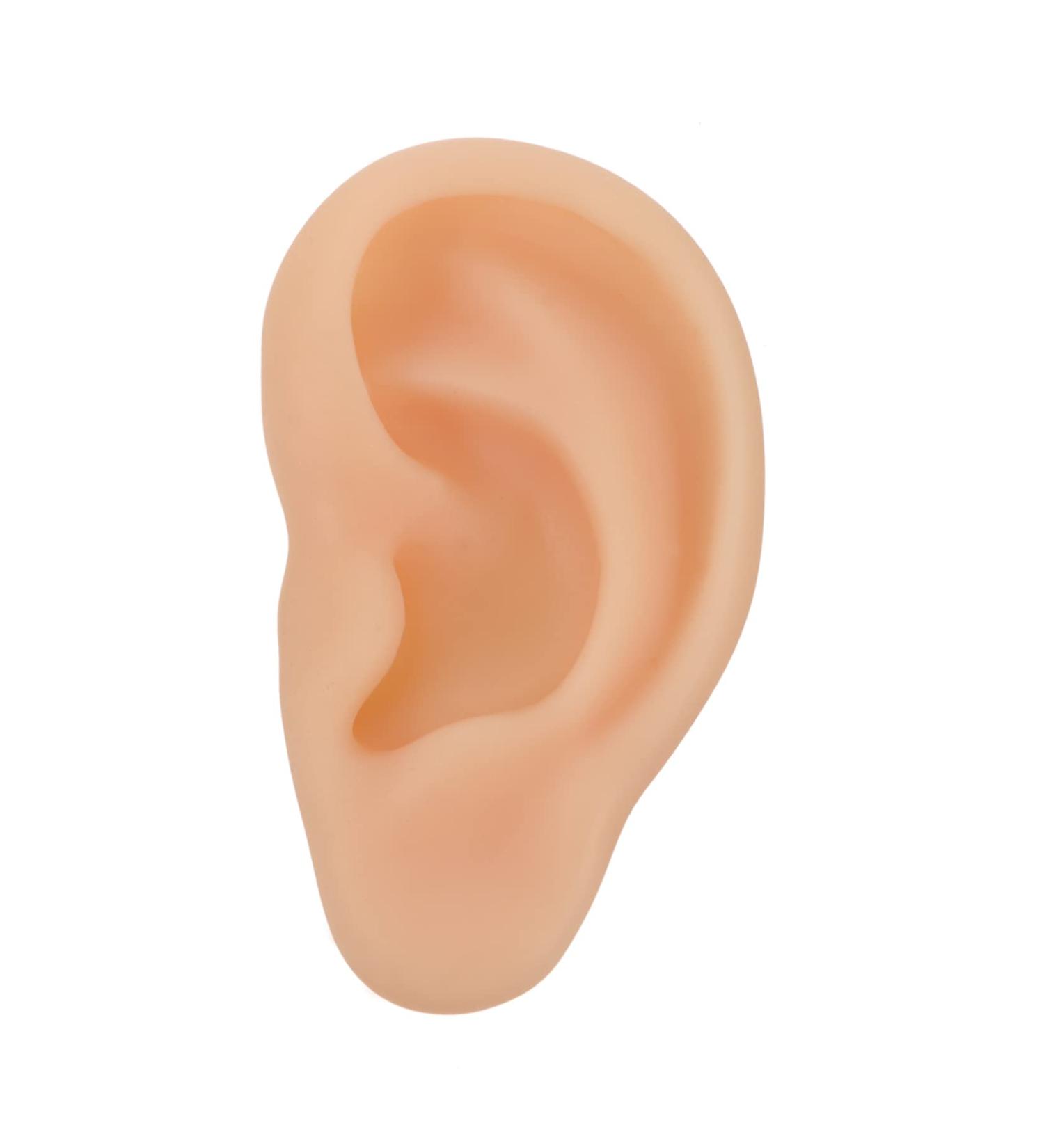 Silicone Ear Model - Simulation Silica Gel Beige Eft Ear Teaching Tool - Buy Online on GoSupps.com