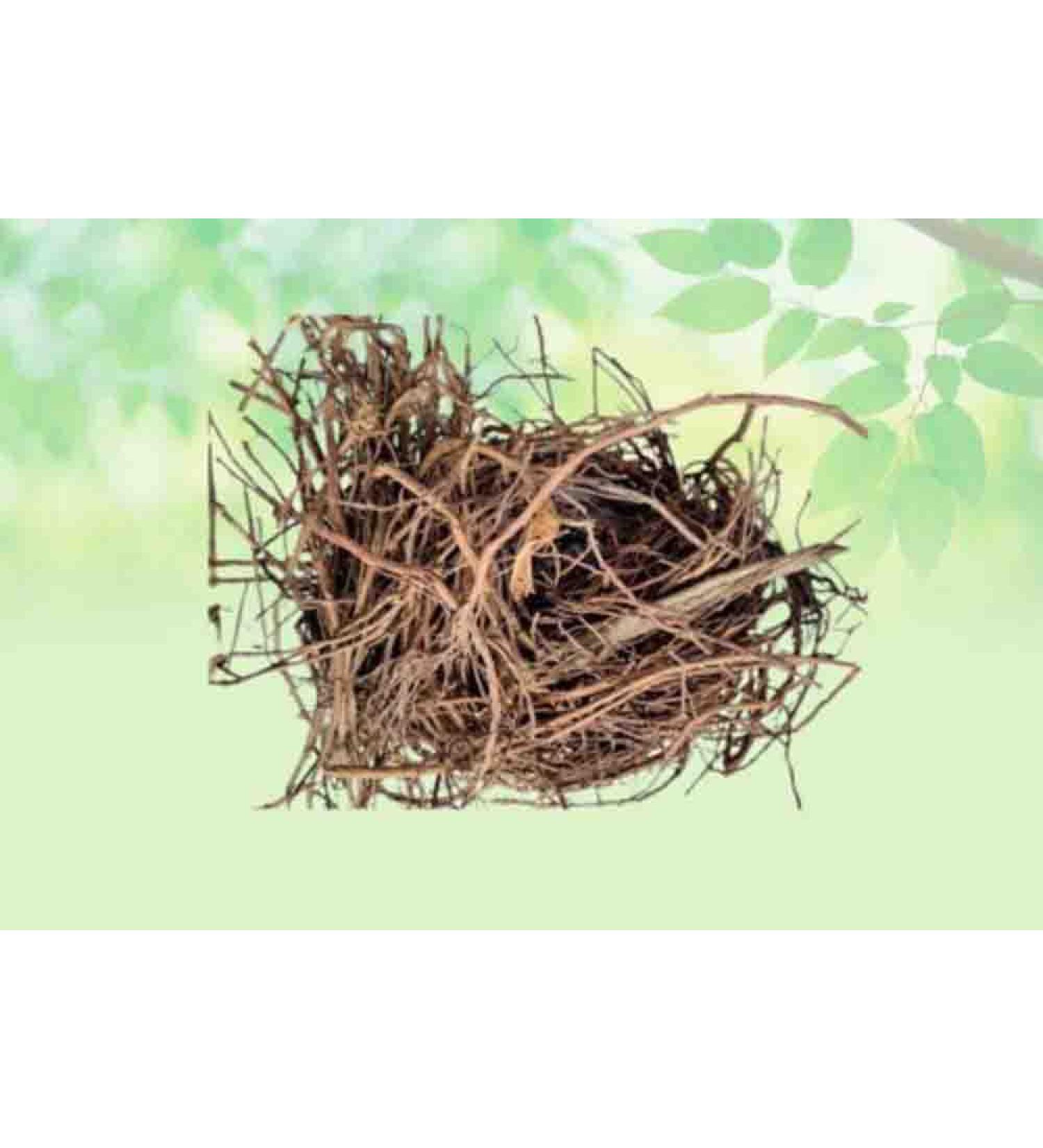 Bargad Ki Dadhi-Banyan Aerial Roots-Raw Herbs-Bar Ki Dari-Badh Ki Dadhi-Jadi Booti-Single Herbs (100 Gram) - Buy Online on GoSupps.com