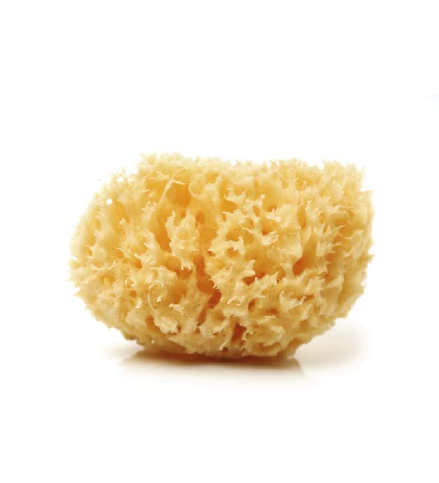Natural sea sponge (15-16 cm) - Buy Online on GoSupps.com