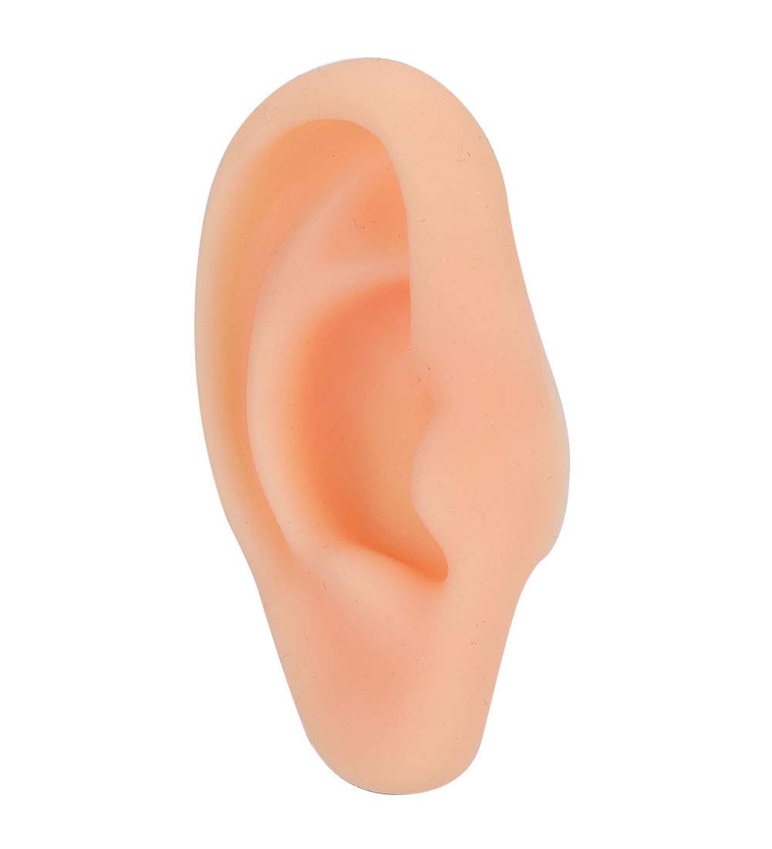 Ears Acupuncture Models - Silicone Soft Ear for Training (Right) - Buy Online on GoSupps.com