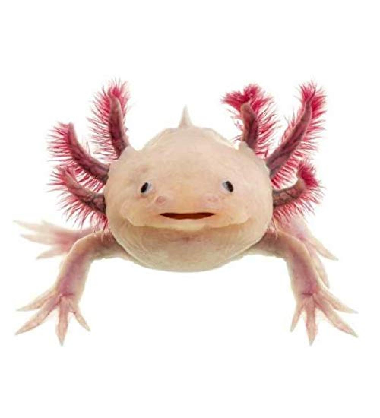 Specxs microfibre cloth - Animal - Axolotl - suitable for all optical surfaces (18x18cm) - washable