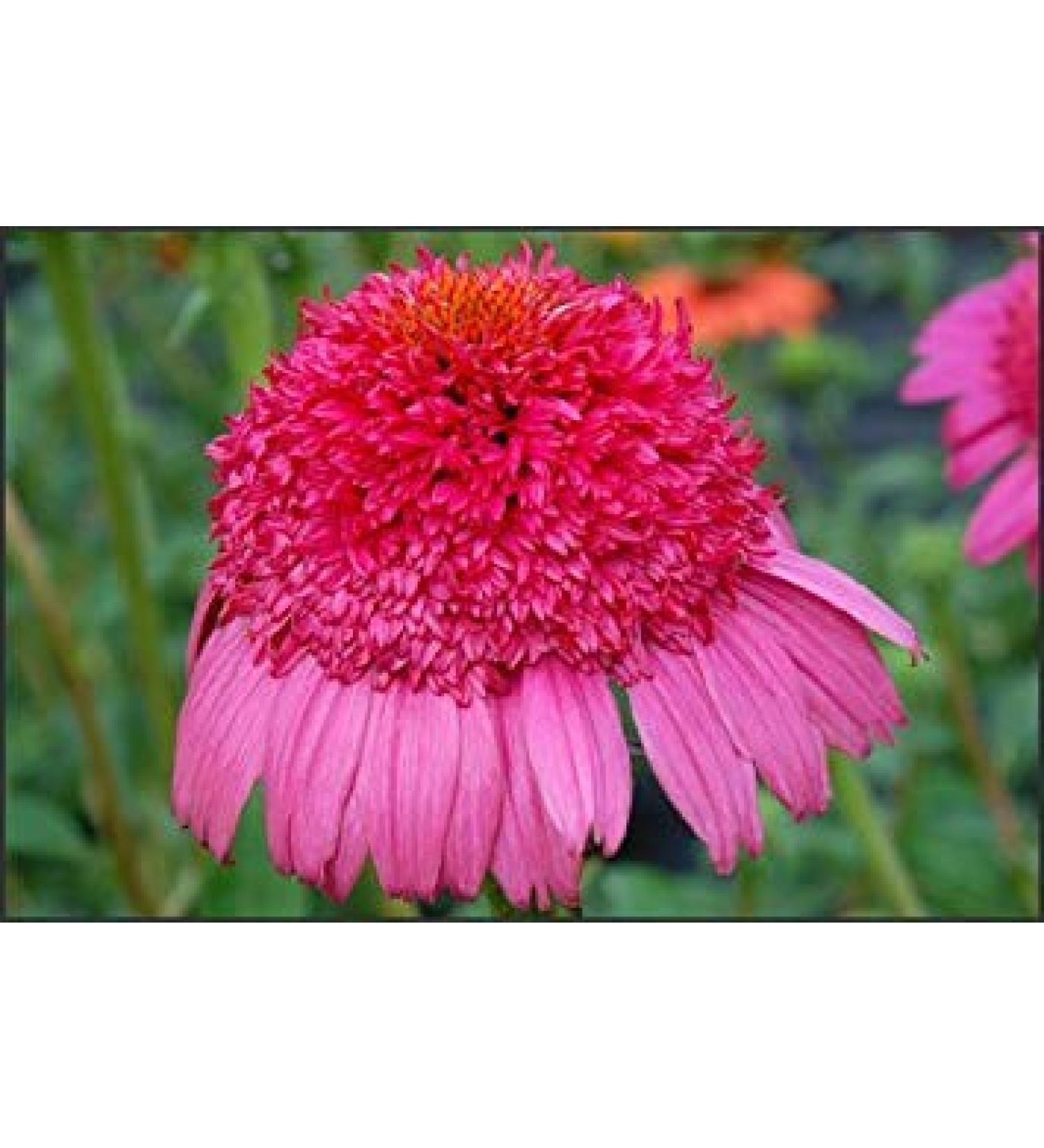 Generic Gum goccia Coneflower 50 Semi