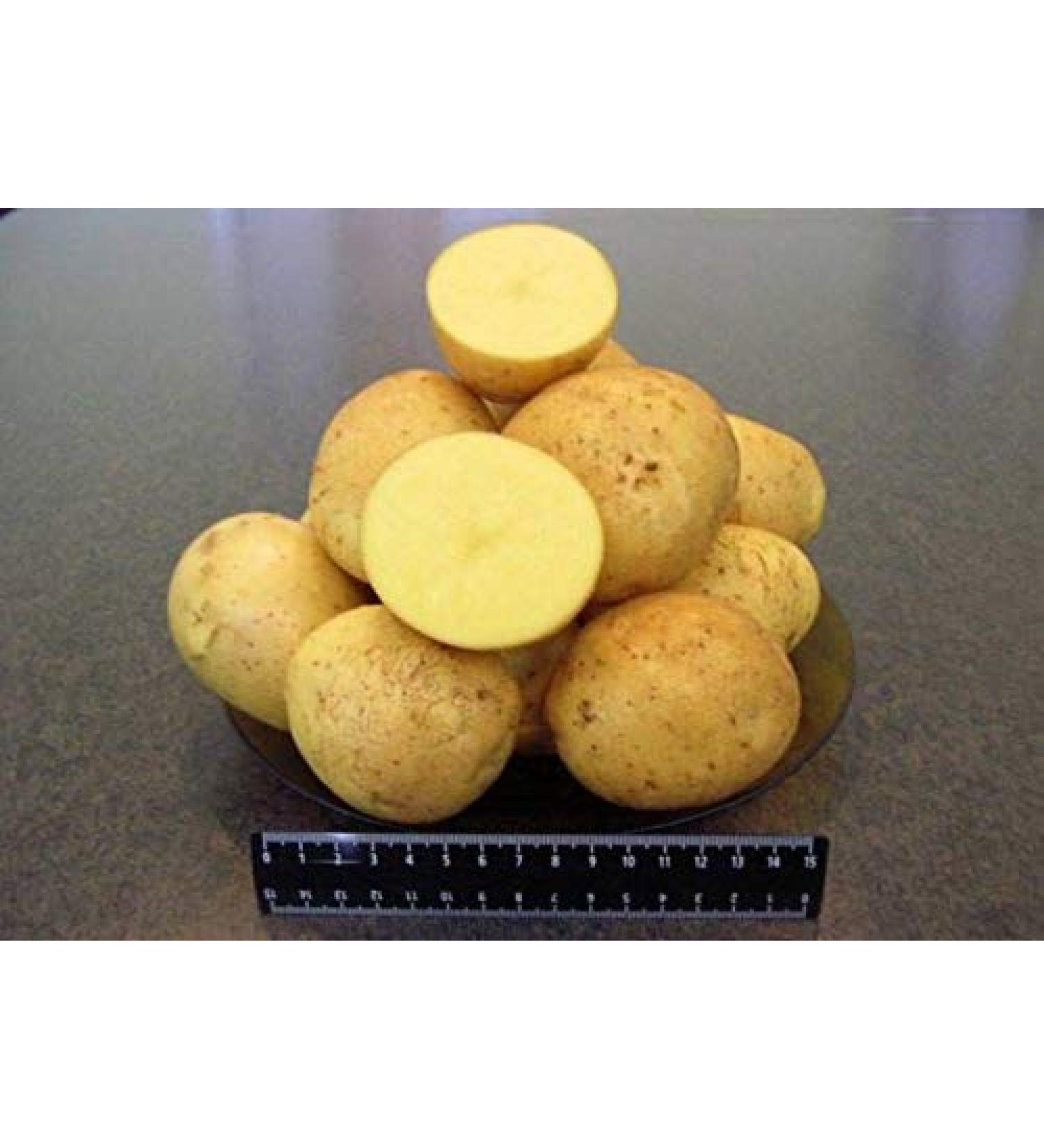 Portaal Cool Seed Potatoes Revenge Seed Potatoes Ukraine 002 G Z - Buy Online on GoSupps.com