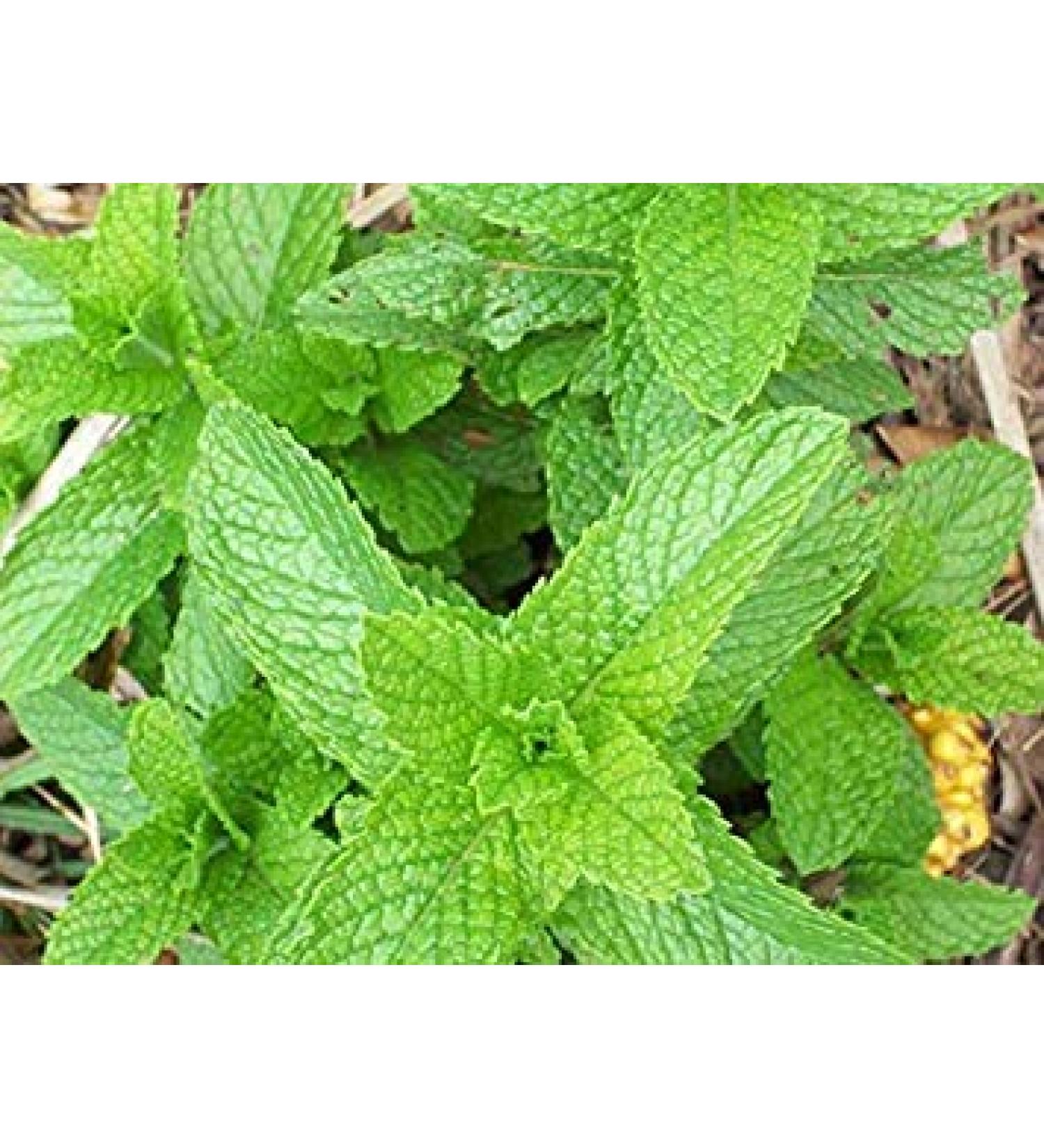 Germinazione I Semi: 15K Semi o 1 grammo: Peppermint Semi di Zellajake Molti Formati liberano la Nave Bulk Mint Facile Crescere 321C Tea