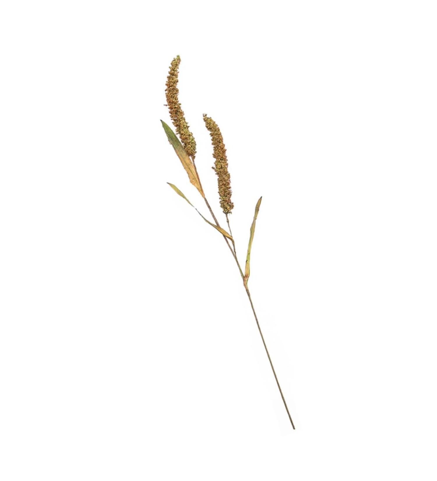 Zerodeko 2pcs Simulated Ears of Corn Dried Wheat Decor Vegetable Plants Dried Wheat Stalks for Decorations Thanksgiving Bouquets Home Decor Fake Grass Decor House Artificial Pu Ornaments Greenx2pcs 12X75CMx2pcs - Buy Online on GoSupps.com