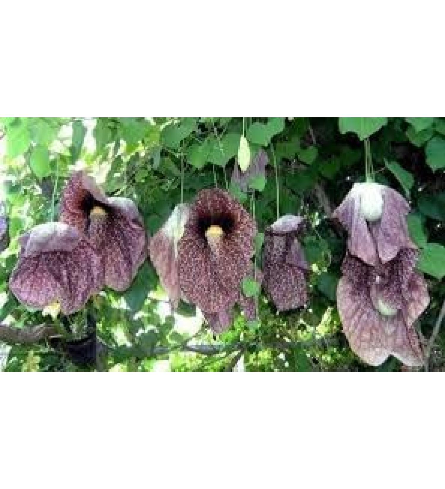 G neric Duck Flower 2 or 4 Ducks Dried Flowers (4pcs)