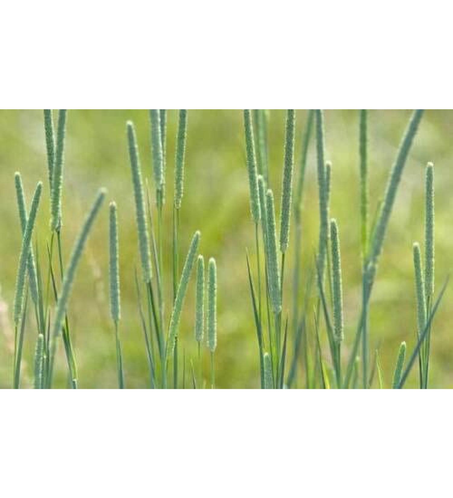 Timothy Hay Seeds - Organic - 5 oz. - Easy to Grow Treat for Your Small Pet