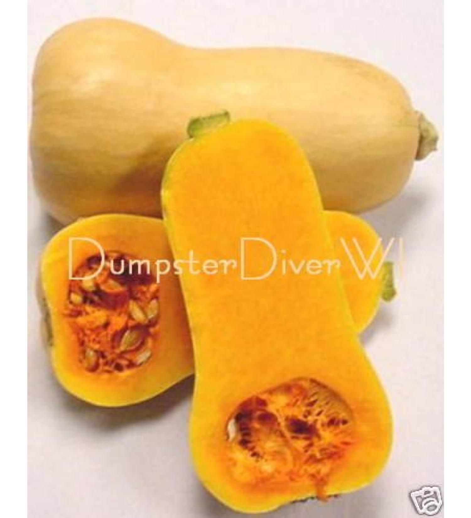 Organic Butternut Squash Waltham 25 + semi Dolce Buttery Non-GMO Lunga conservazione