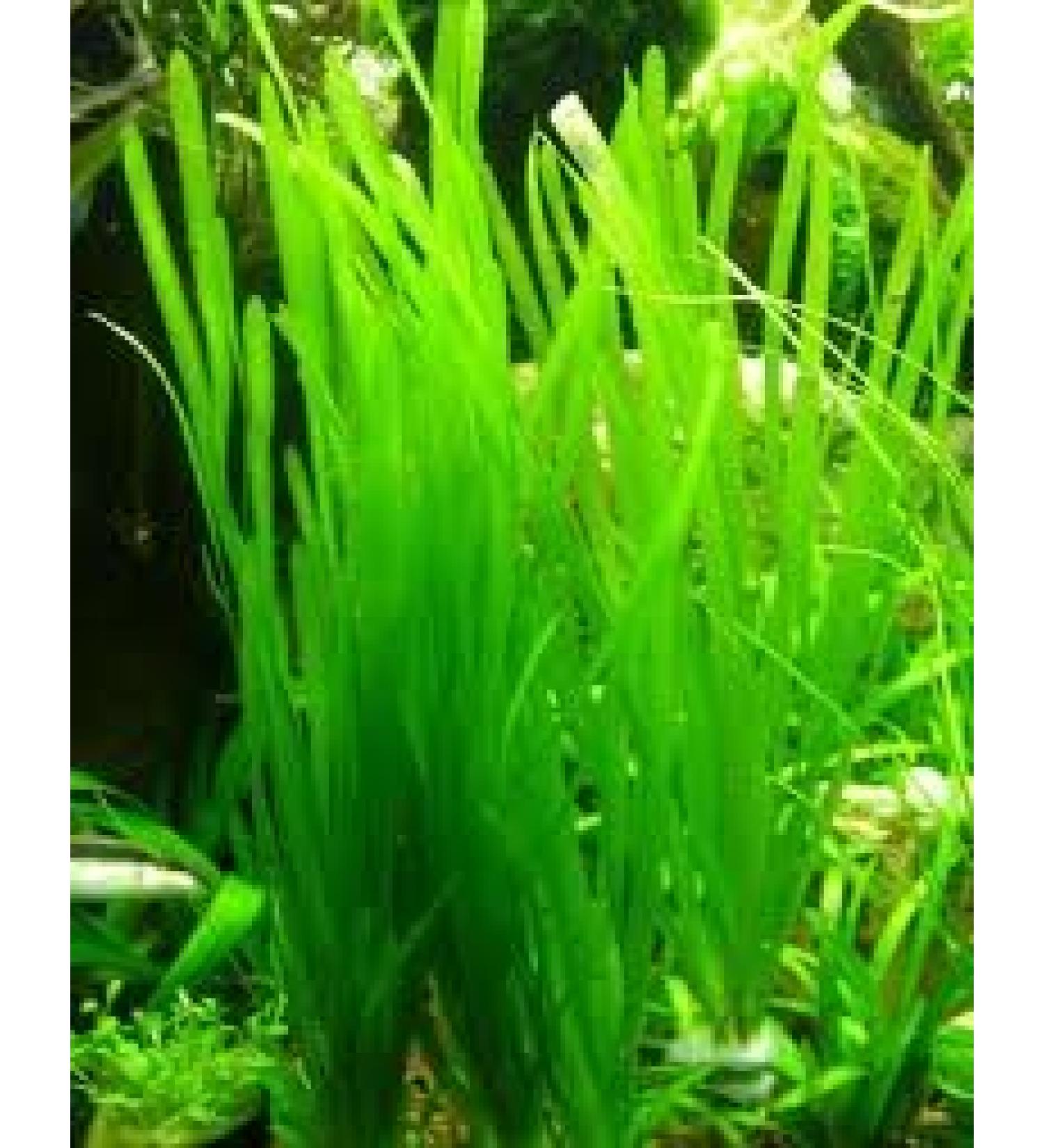 Italian Val - Vallisneria spiralis - Live Aquarium Plants