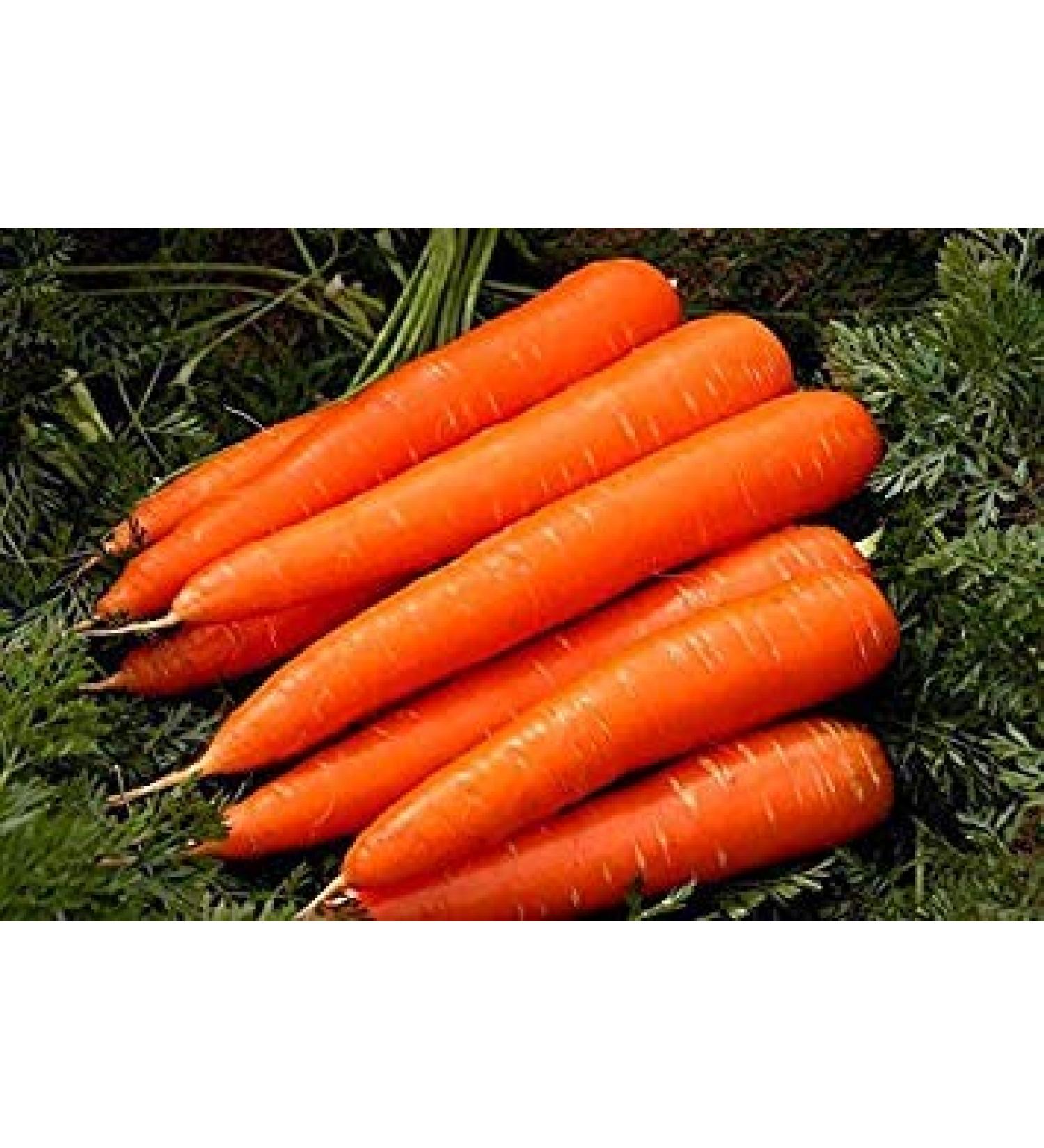 Potseed Seeds Organic Carrot Seeds Home Garden Vegetable Fruit Big Natural 100 Pcs