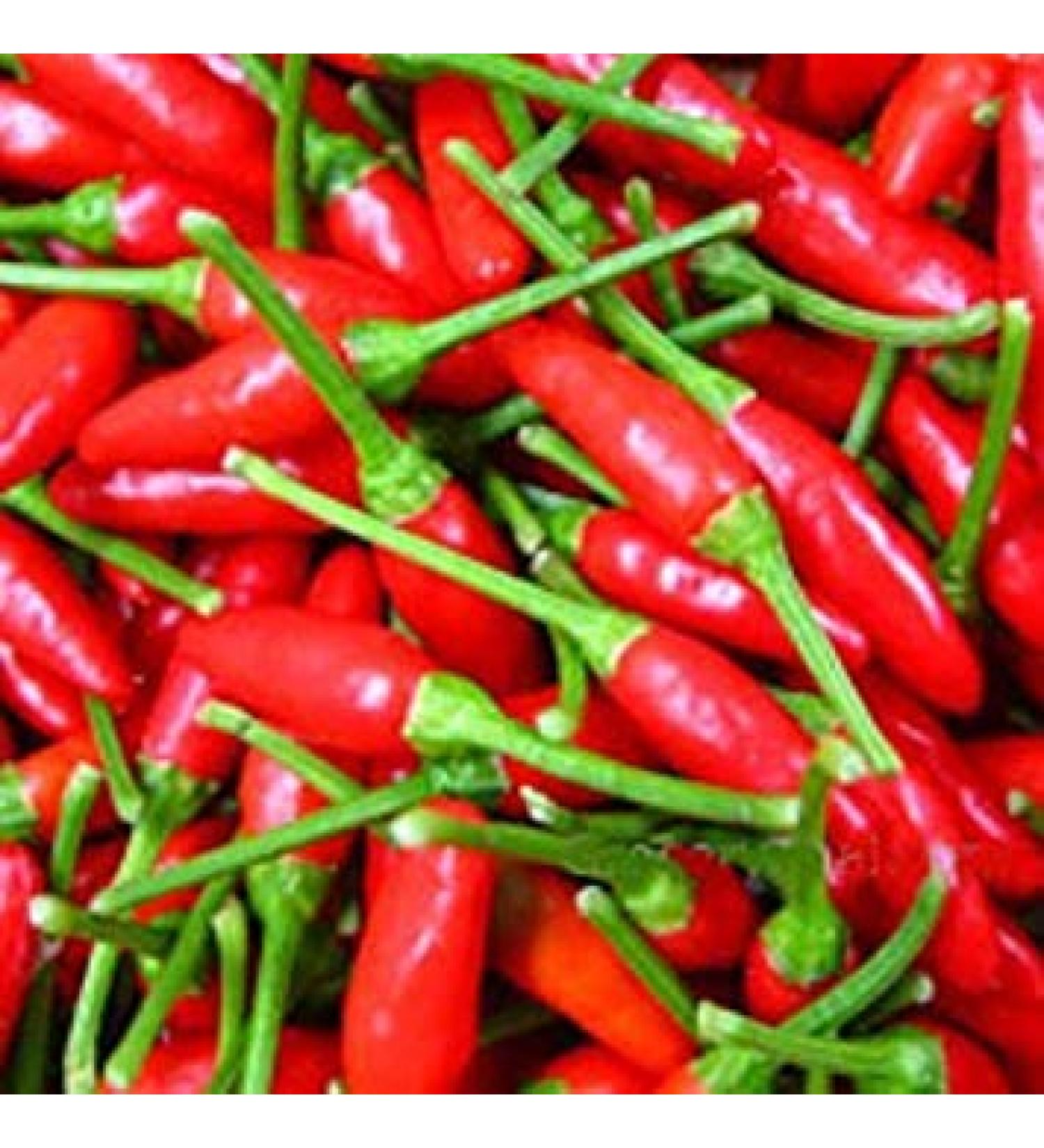 Germinazione I Semi: 100 - Semi: Small Red Chili Peppers - Hot & Spicy !!!! Grande Salsa di Pepe !! Spedizione Gratuita!!