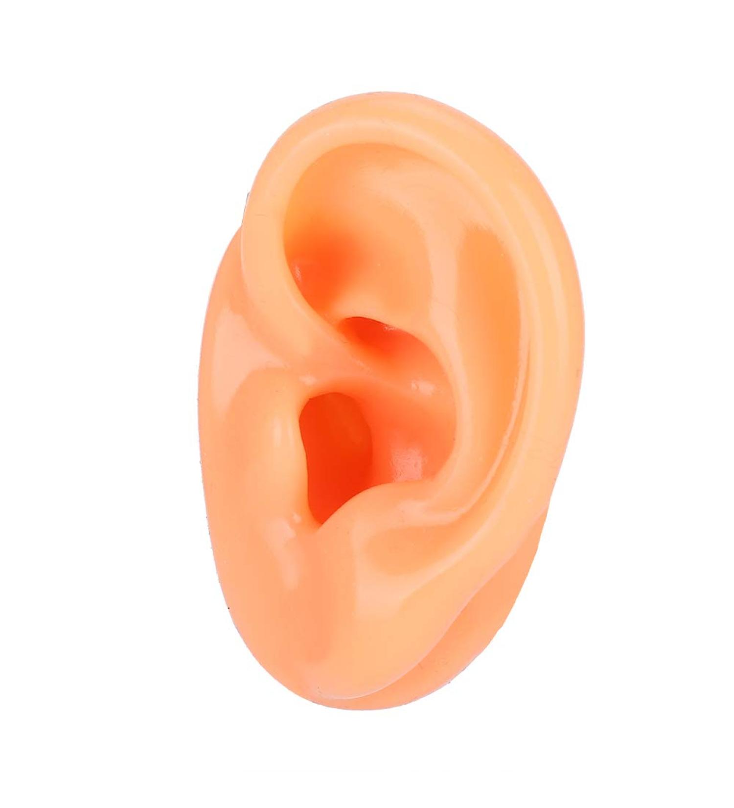 Flexible Silicone Left Ear Model for Realistic Earwax Removal Simulation - Buy Online on GoSupps.com