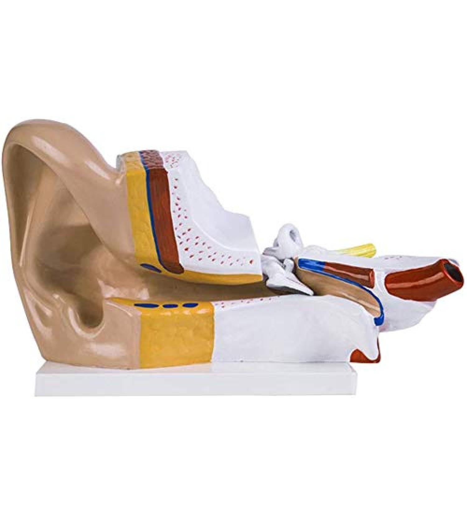 Human Ear Anatomy Model 3X Magnification it is consisting of External Ear Ear Rock Humeral Ear and Labyrinth Inside - Buy Online on GoSupps.com