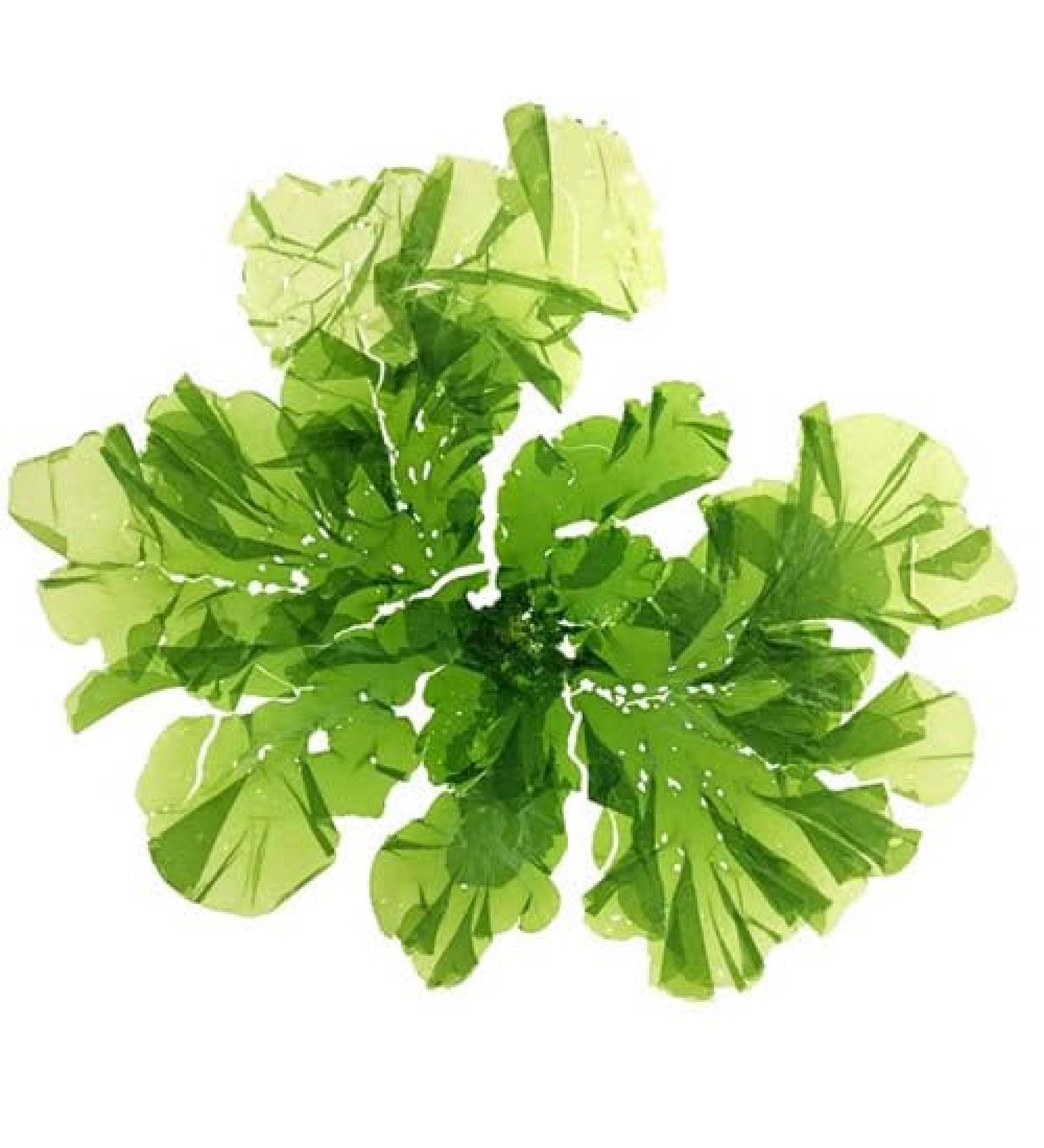 Xiaura Ulva Lactuca Sea Lettuce Flakes Dried Ulva Flakes Sea Lettuce Dried Sea Lettuce 1500g