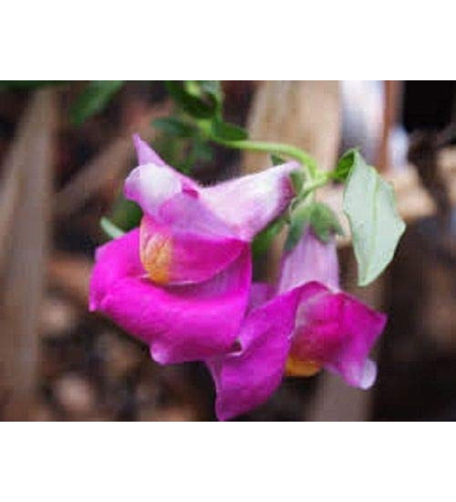 50+ SemiAnnual Snapdragon Lucky Lips Semi di FioriLong AnnualAntirrino