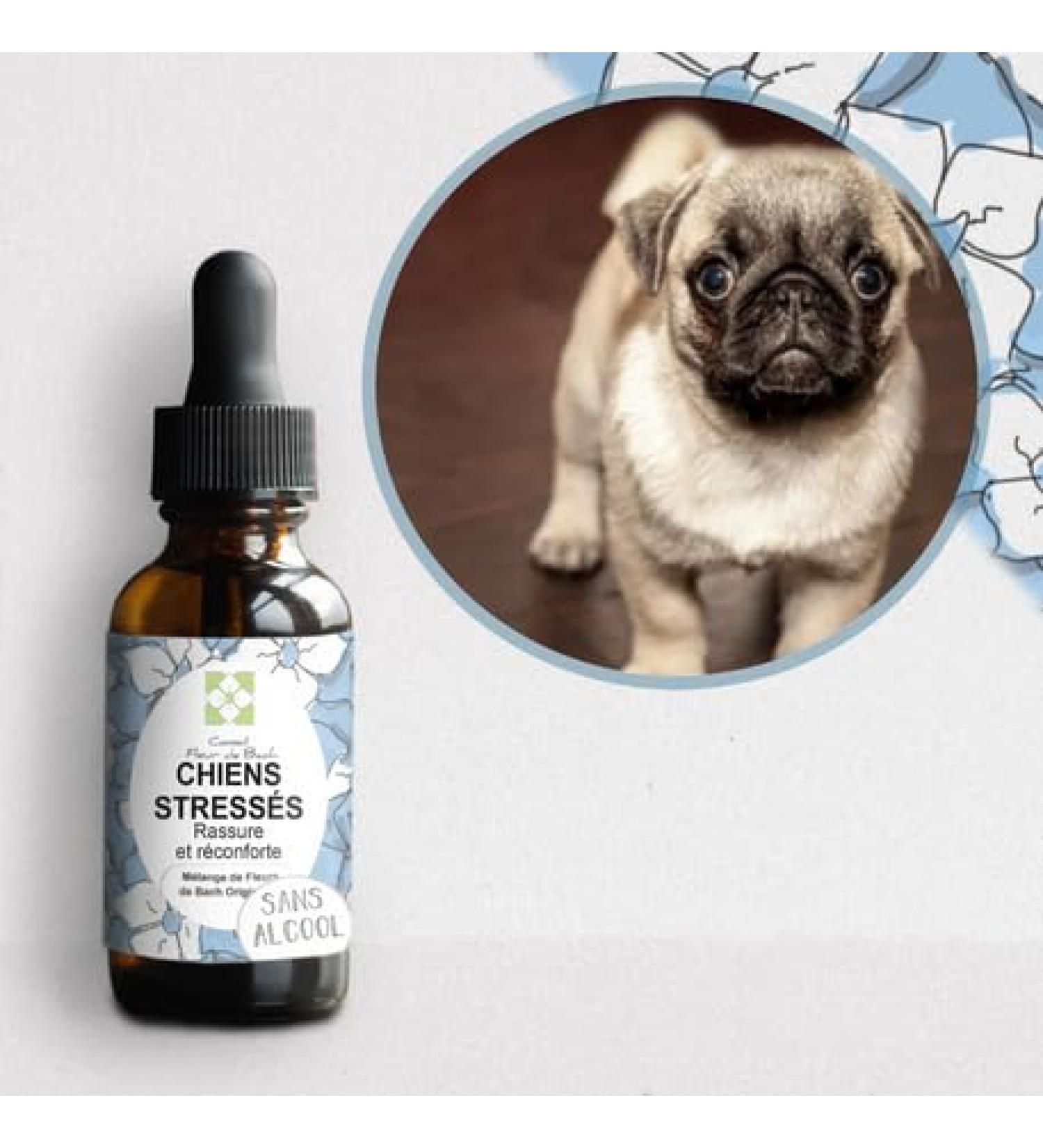 Bach Flower Advice - Bach Flower Mix "Stressed Dog" "ALCOHOL-FREE" Quickly comfort your dog. This is a natural anti-stress for his daily life - Fl 30 ml - Buy Online on GoSupps.com