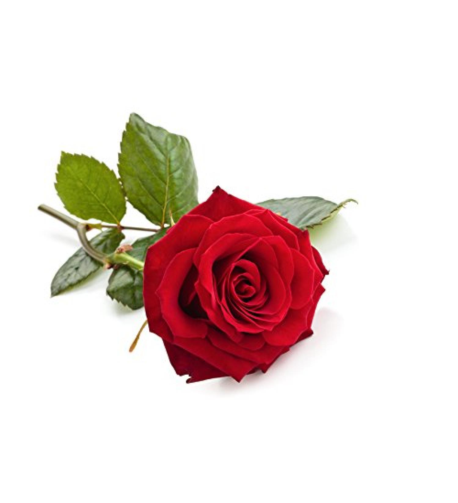 Rose Thai Aroma Oil - 100ml - Premium Massage Oil with Authentic Thailand Scent - Natural Rose Oil for Relaxation - Buy Online on GoSupps.com