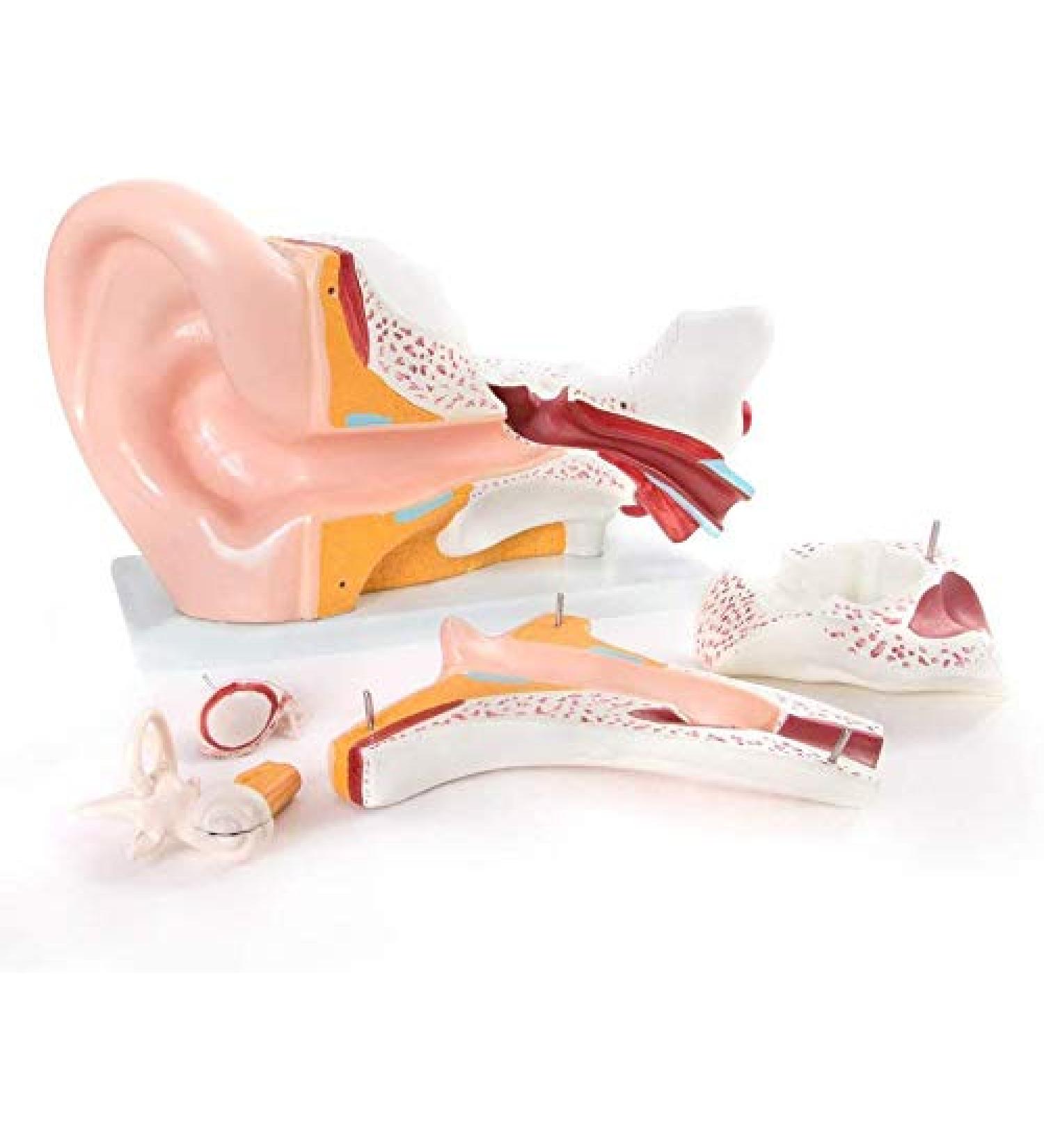 Human Ear Anatomy Model 5 Times Life Size 6 Part Ear Model Anatomical Structure Detachable Medical Training Support - Buy Online on GoSupps.com