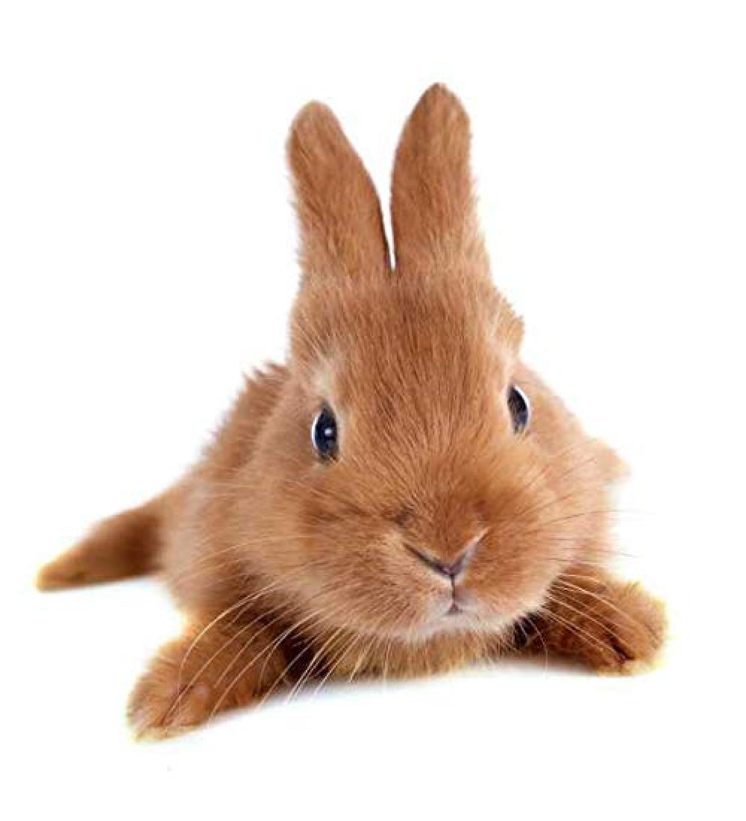 Specxs microfibre cloth - Animal - Rabbit - suitable for all optical surfaces (18x18cm) - washable
