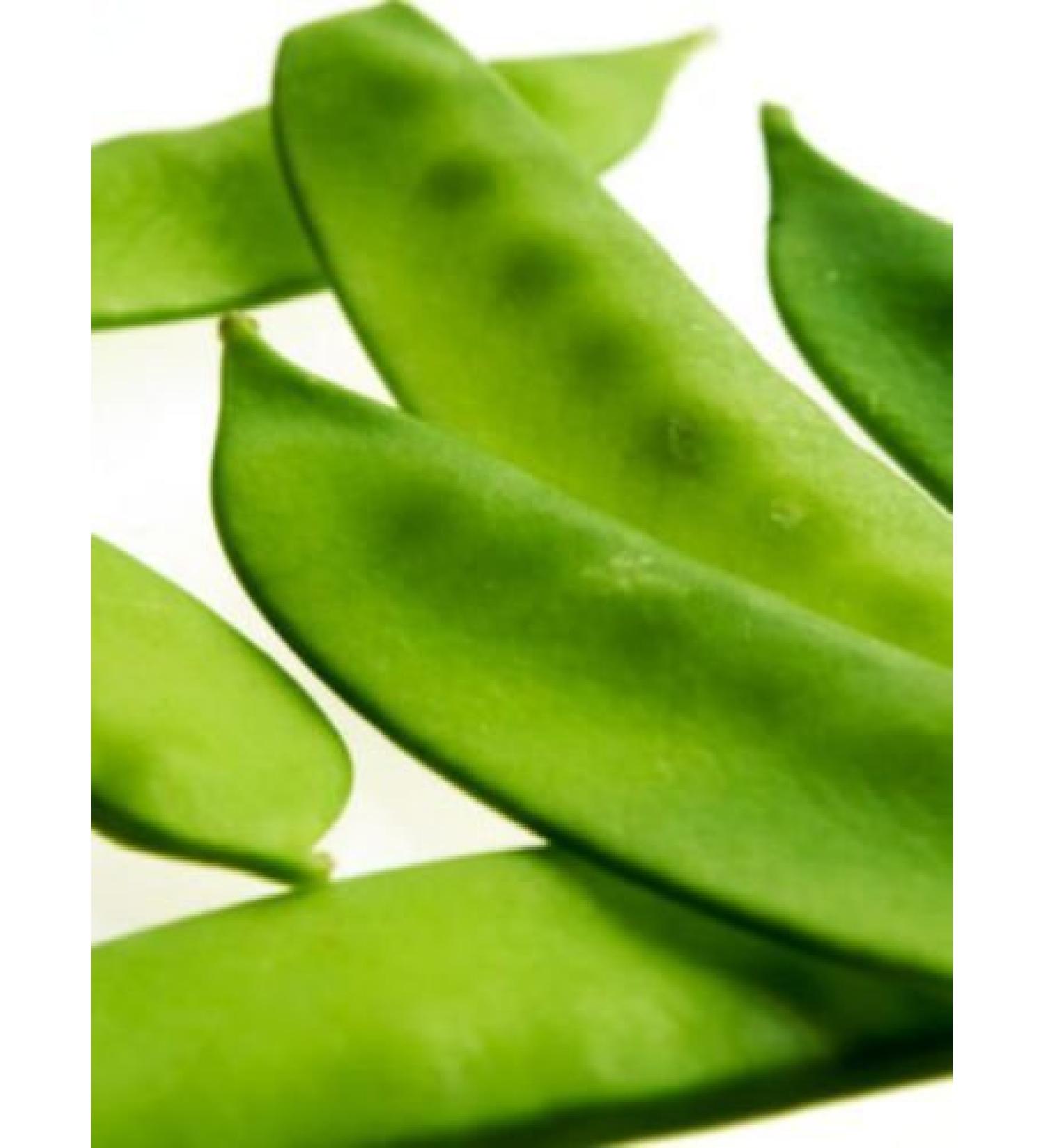 50 + Organic Oregon Giant Neve Peas Aperto Semi impollinazione ENORME! - Buy Online on GoSupps.com