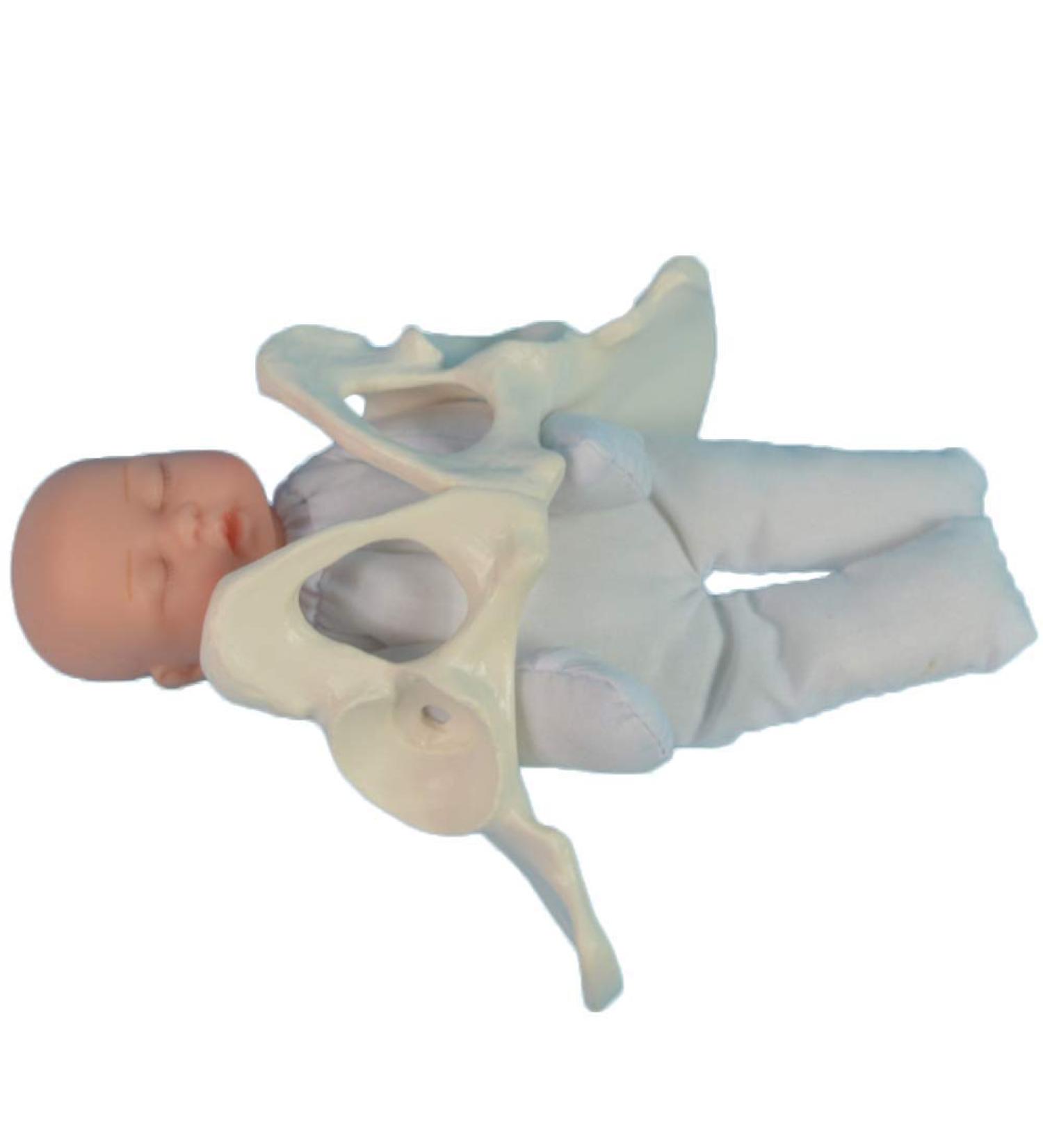 Life-Size Female Pelvic Model - Standard Birth Simulator with Baby Pool Removable Placenta & Navel Cord | Ideal for Birth Demonstrations - Buy Online on GoSupps.com