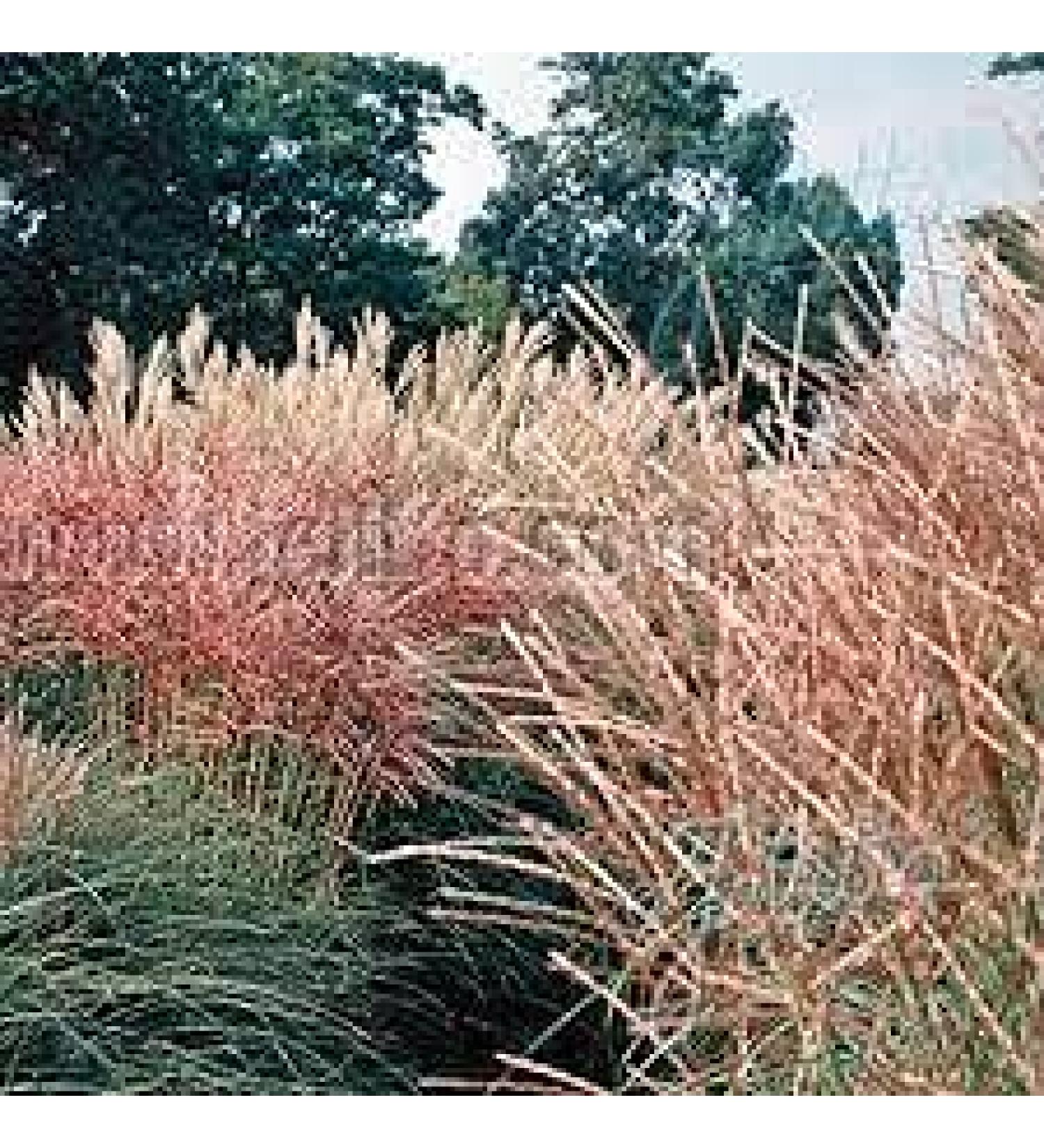 120 pezzi di semi di Fiori di rosa Tea ibrida Double Delight di Colore blu e Marrone