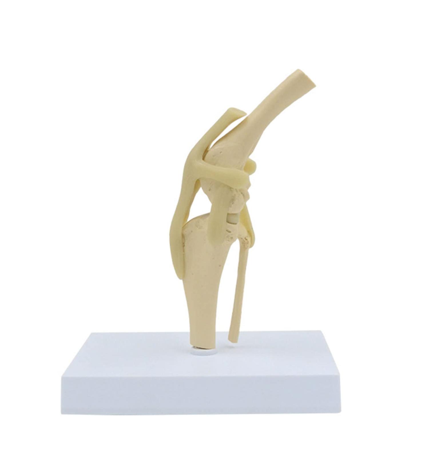 Anatomical Model Knee Joint Model Articulation of The Dog Knee with Flexible Ligaments for The Veterinary Medical Office for Pets of The - Buy Online on GoSupps.com