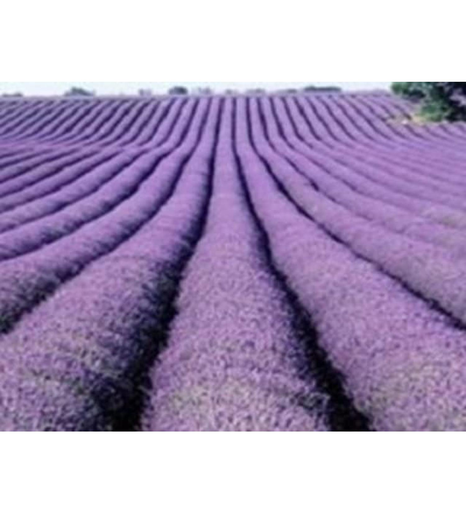100g (3.5 Ounces) Organic Dried Lavender Flower Buds for Sachets & Fragrance Cooking or Infusions | 100% Raw from France (Provence) - Buy Online on GoSupps.com