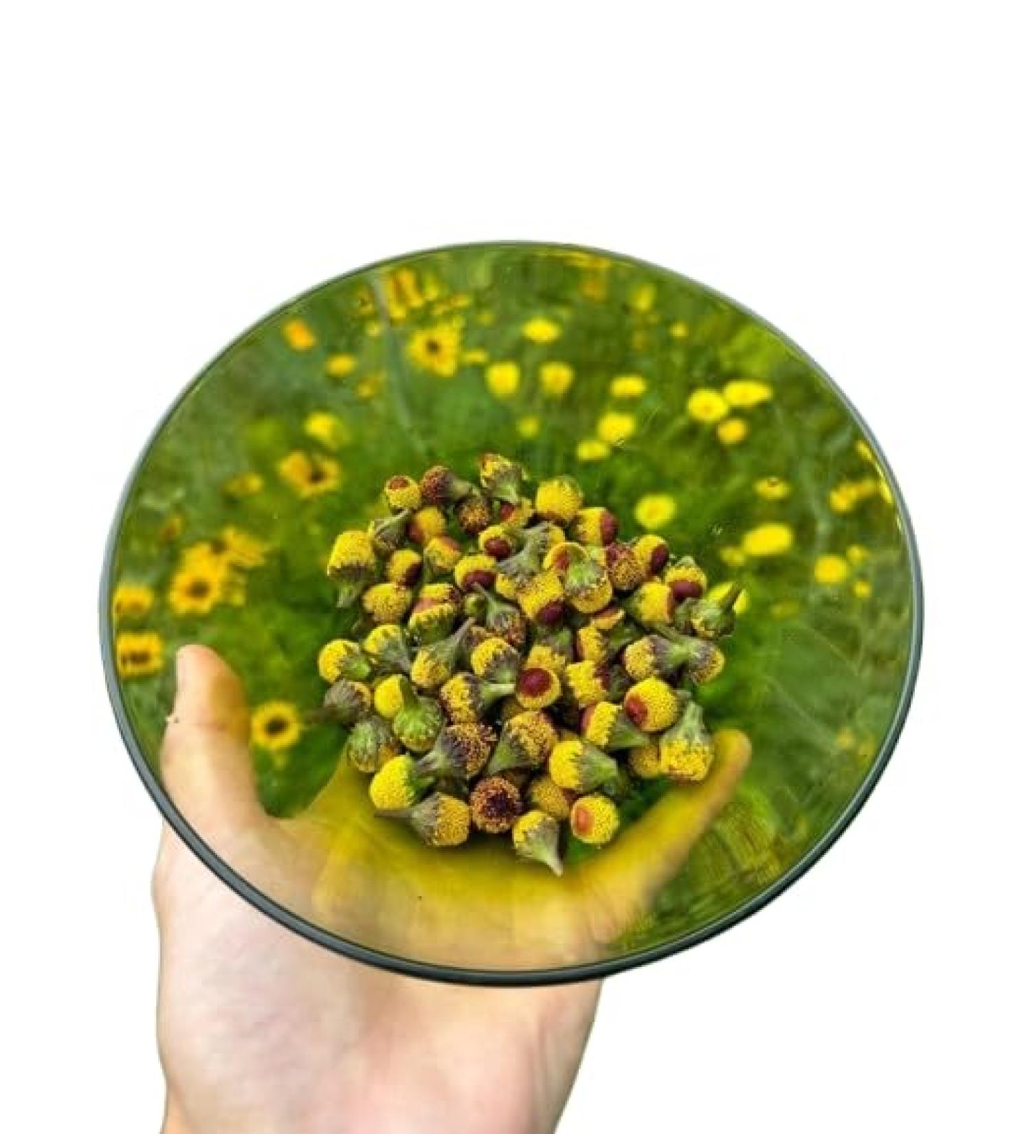 G neric 20pcs / Dried Edible Mixed Flower Buzz Buttons