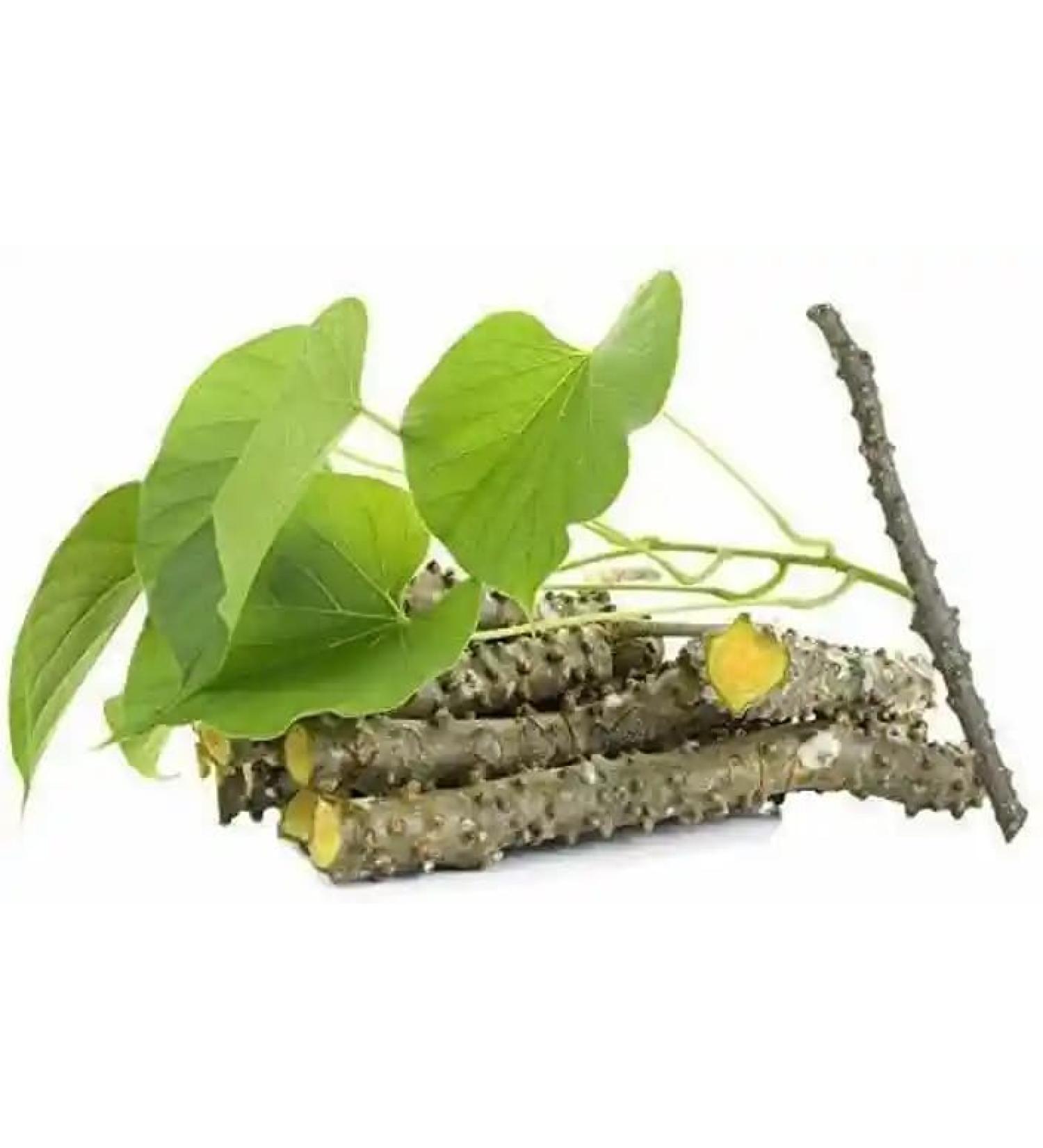 palveda Natural Neem & Giloy Sticks Set of 24 (6-Inch Each)