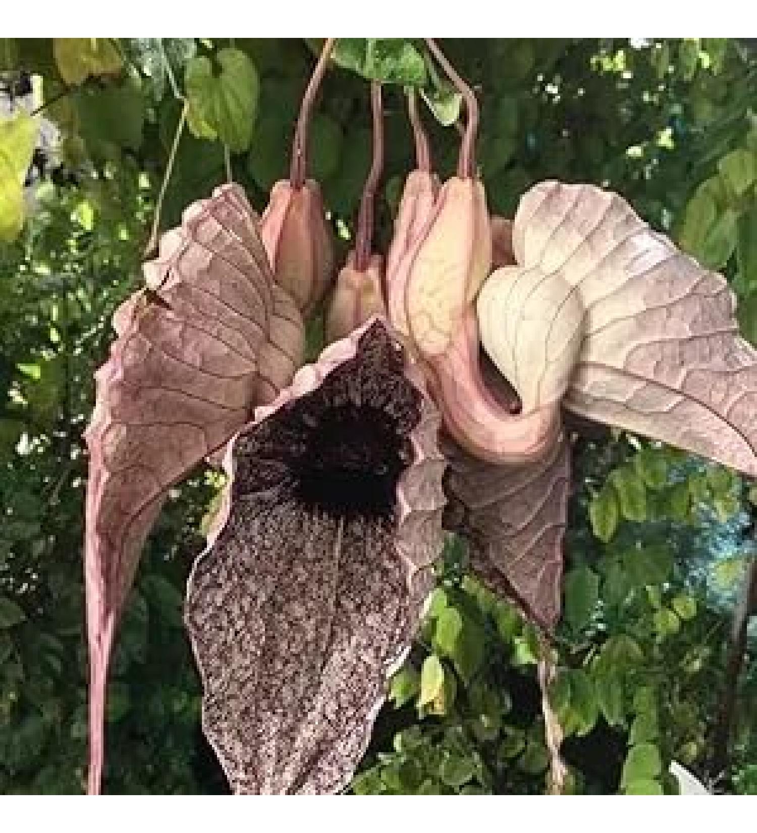 Klayver 2pcs / Duck Flower 2 Ducks/Dried Flowers