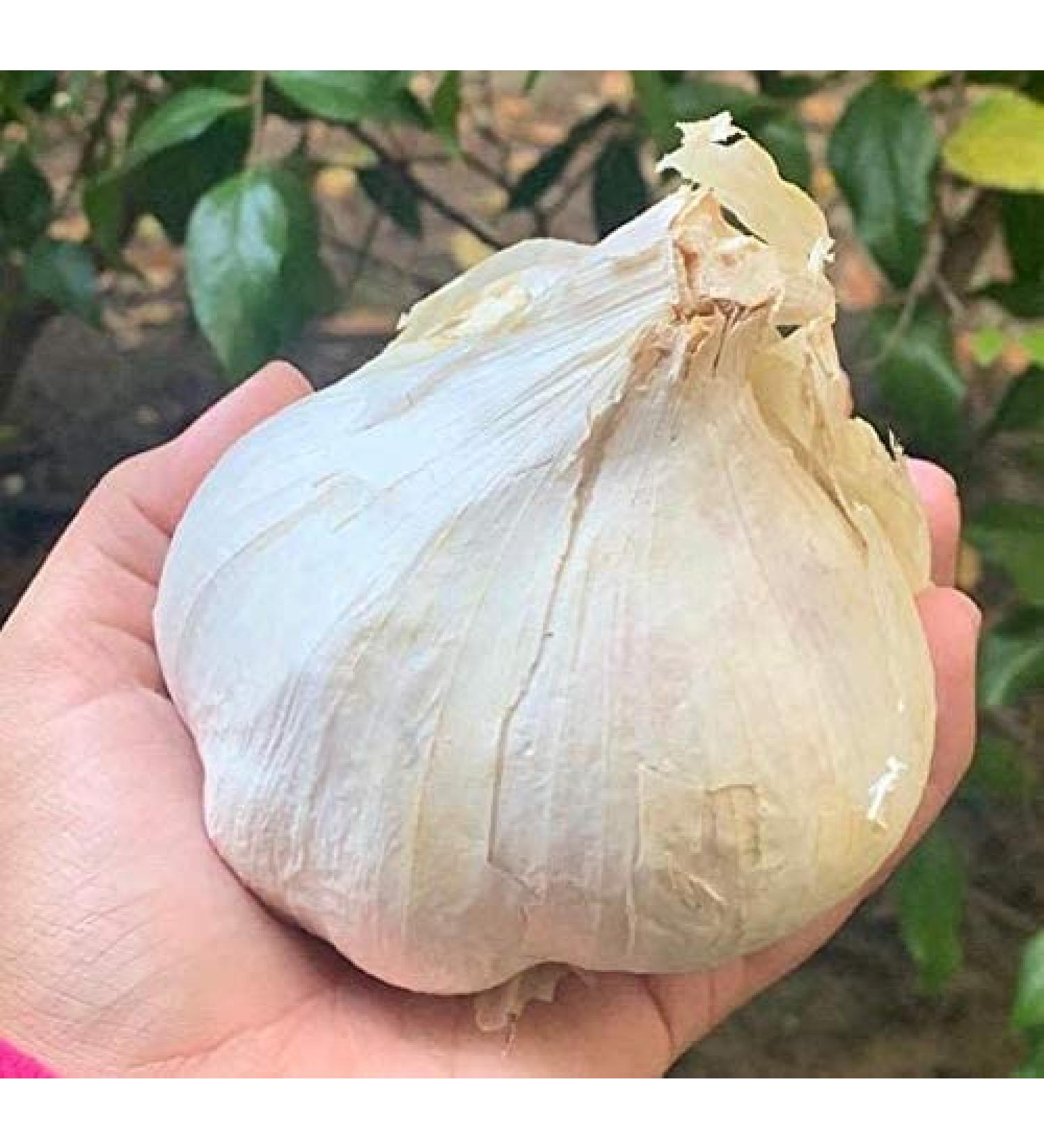 Organic Elephant Garlic Seeds - 2 Fresh Bulbs for Planting, Eating and Cooking | Non-GMO from Brand Bulbs | Sold by Efective Trade LLC - Buy Online on GoSupps.com