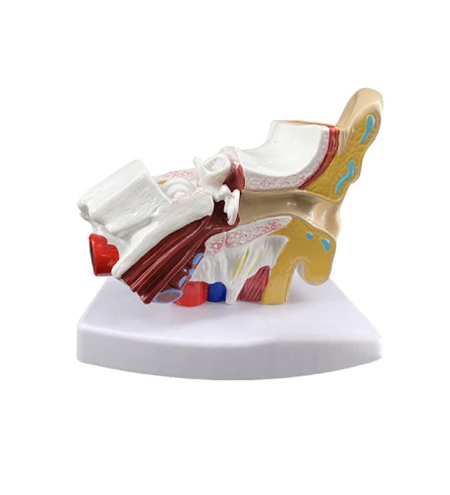 Ear Anatomy Template Ear Articulation Simulation Template (External Medium and Inner Ear) Human Body Auditory System 1.5 Times Nature Size - Buy Online on GoSupps.com