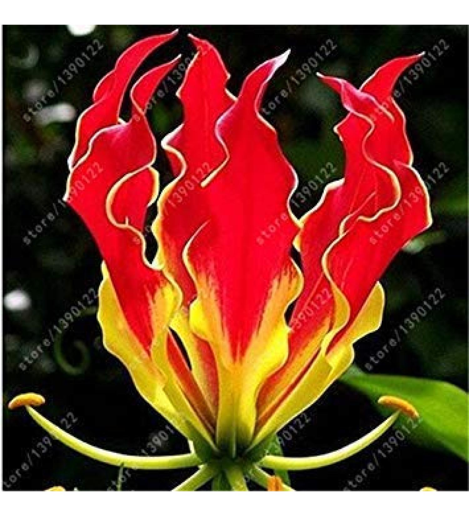 25+ Fresh Seeds - Pure Bhut Jolokia Orange Copenhagen Pepper Seeds - Buy Online on GoSupps.com
