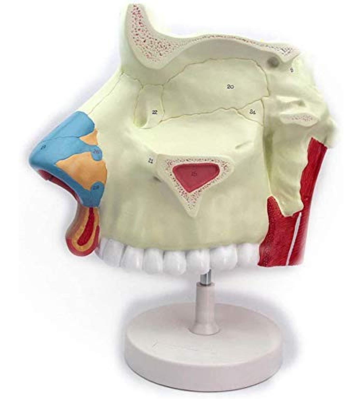 3 Times Anatomical Model of Nasal Cavity Showing Nasal Bone and Cartilage Section of Nasal Fronta and The Jaw are Represented - Buy Online on GoSupps.com